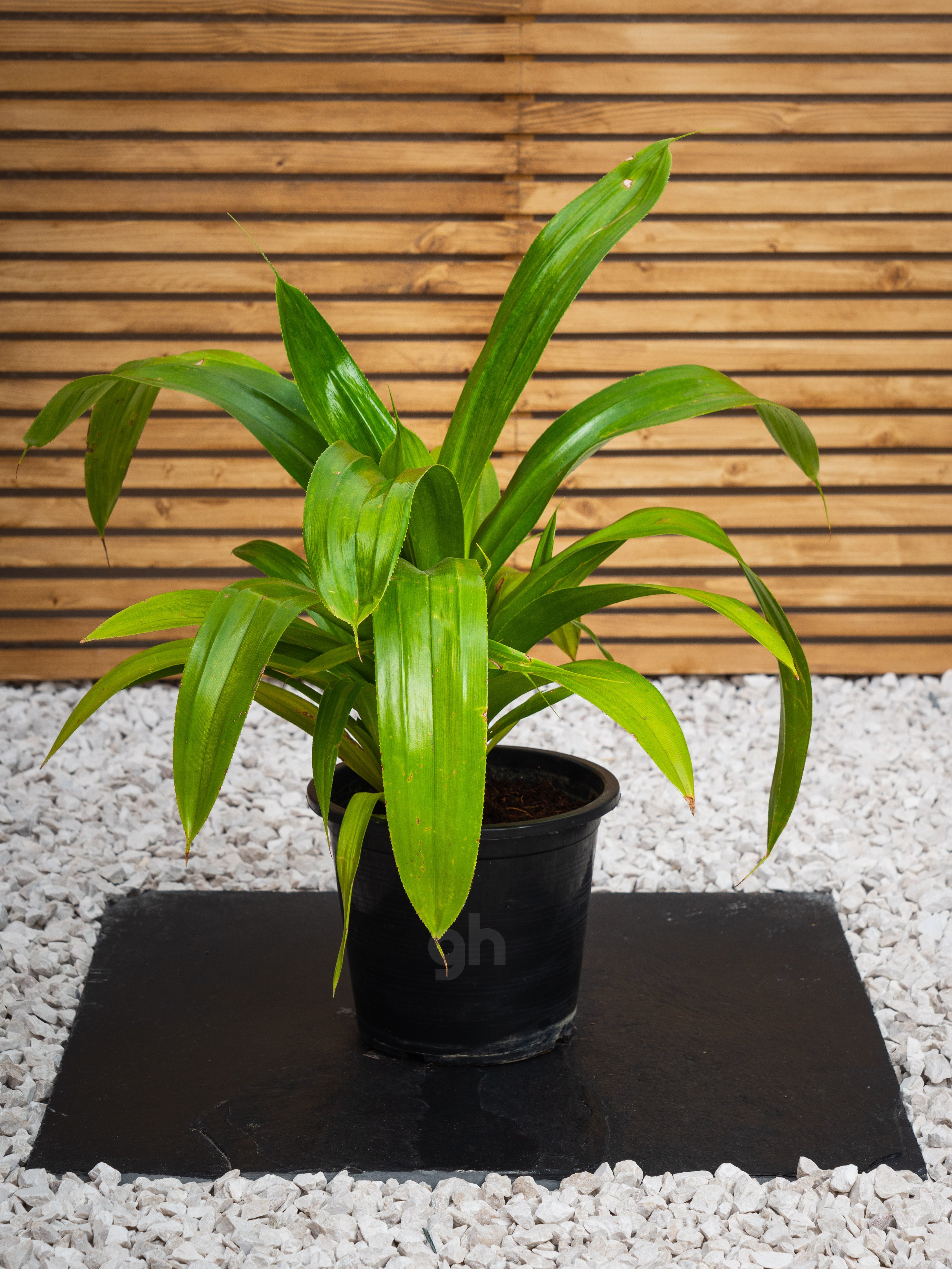 Wide Leaf Pandanus