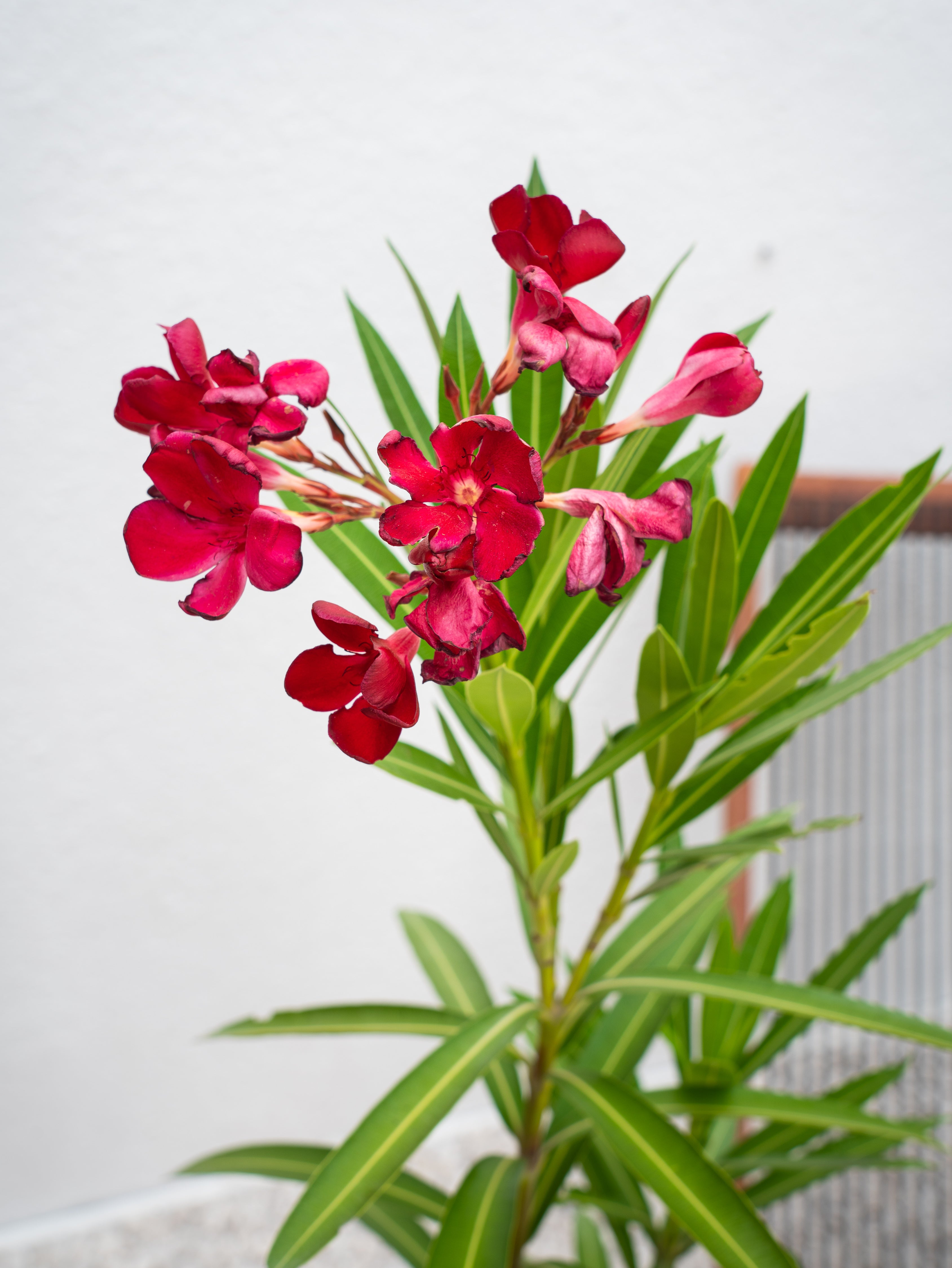 Nerium Oleander