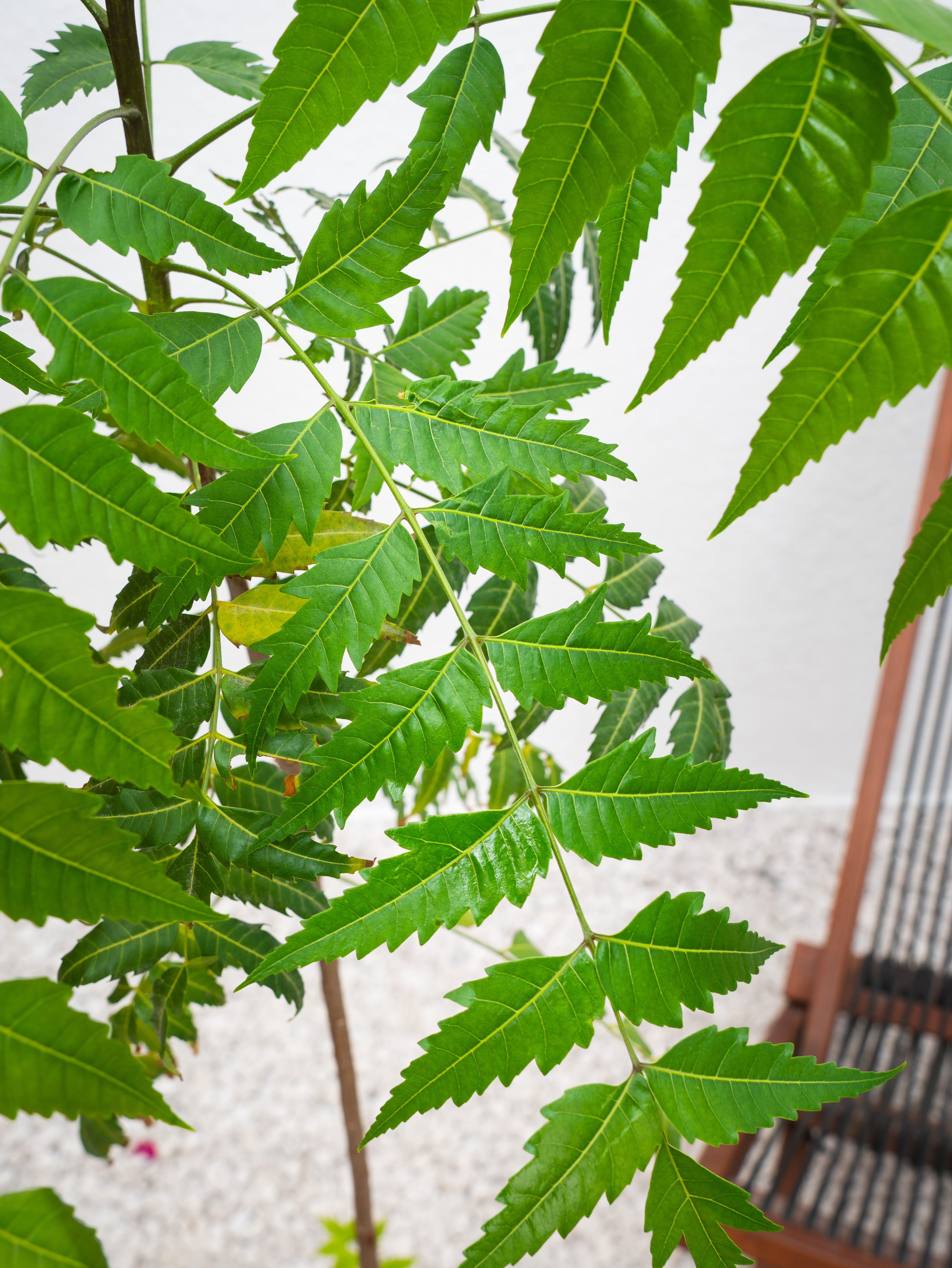 Neem Tree