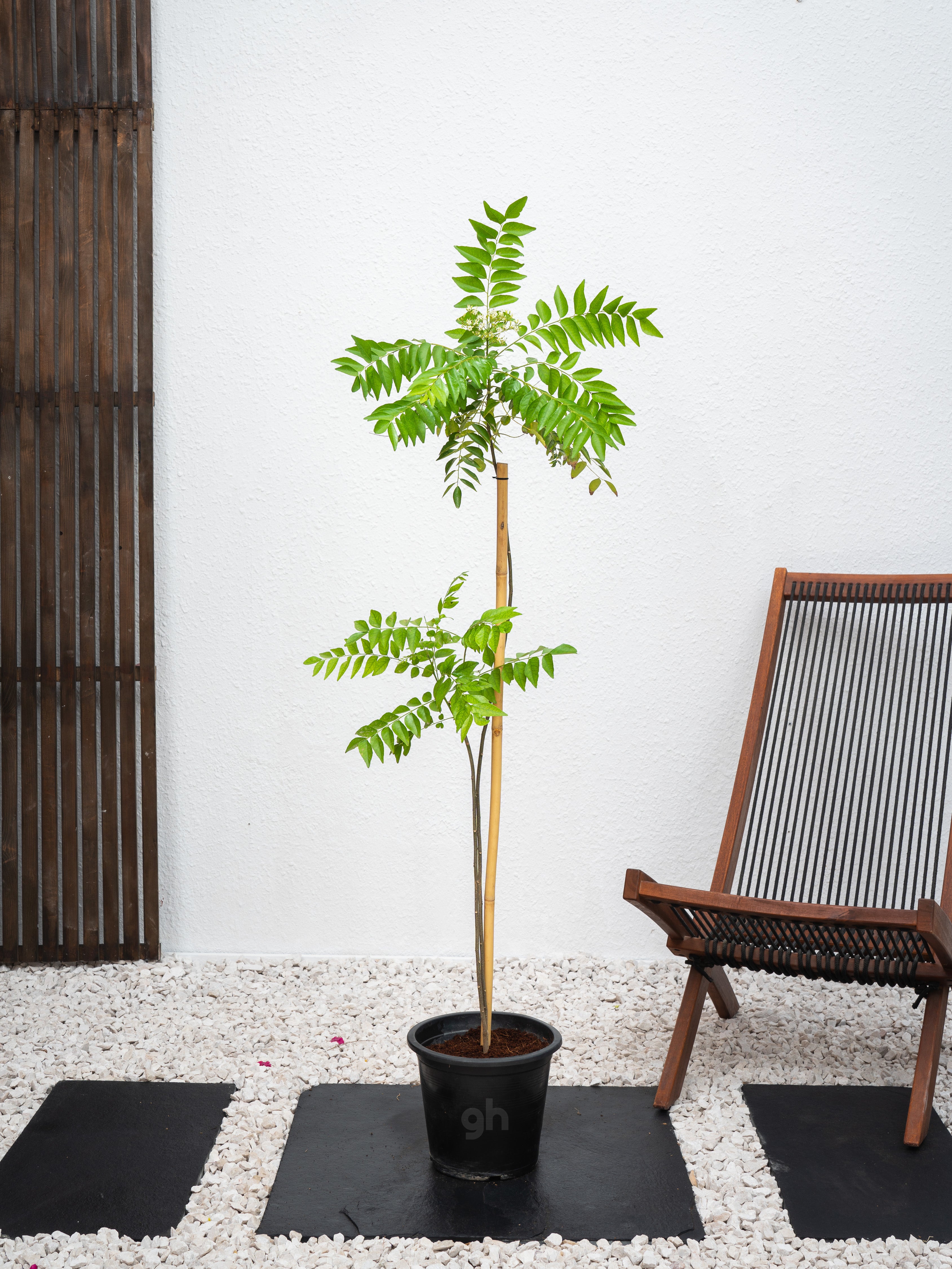 Curry Leaves Plant