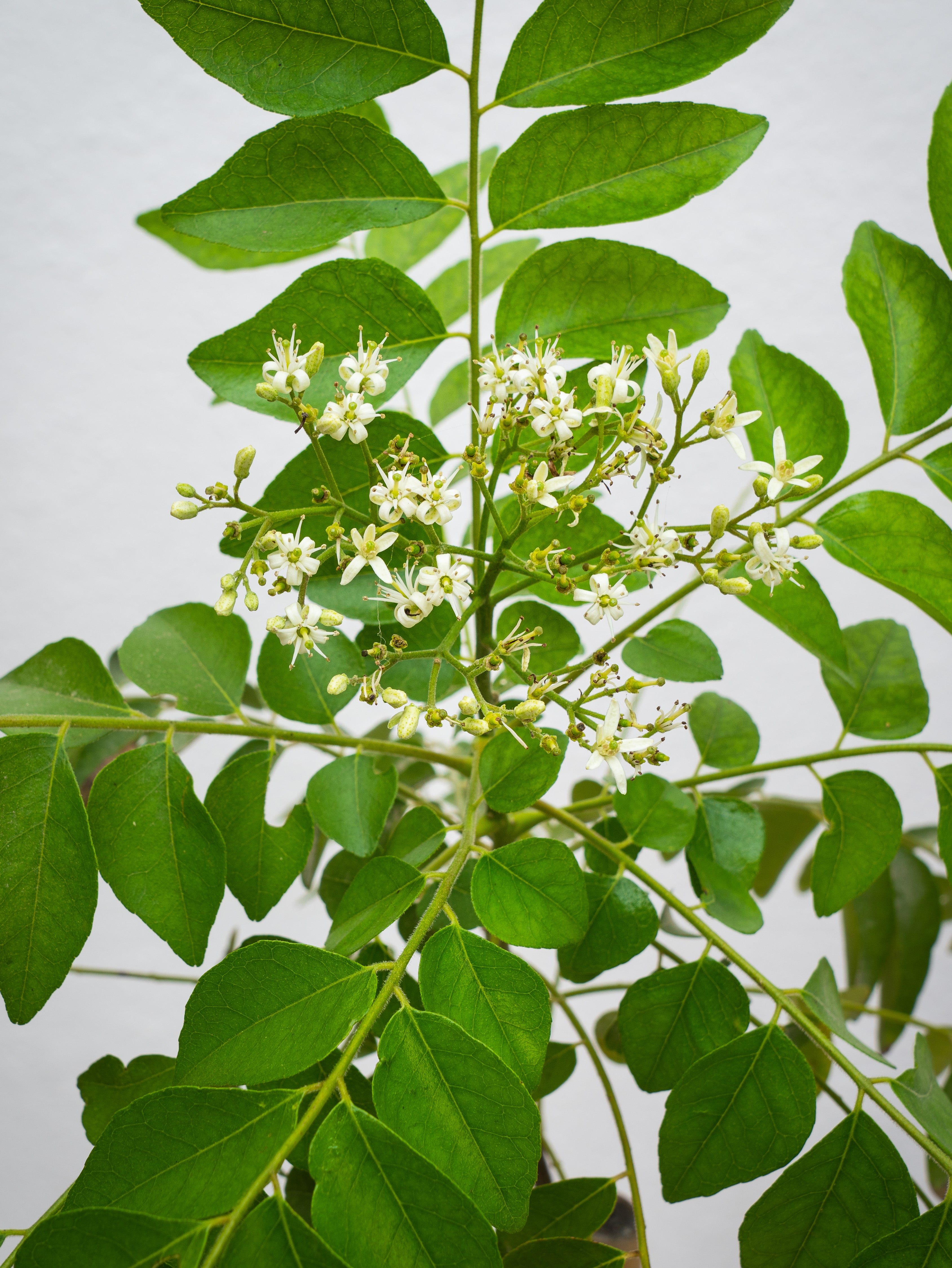 Curry Leaves Plant