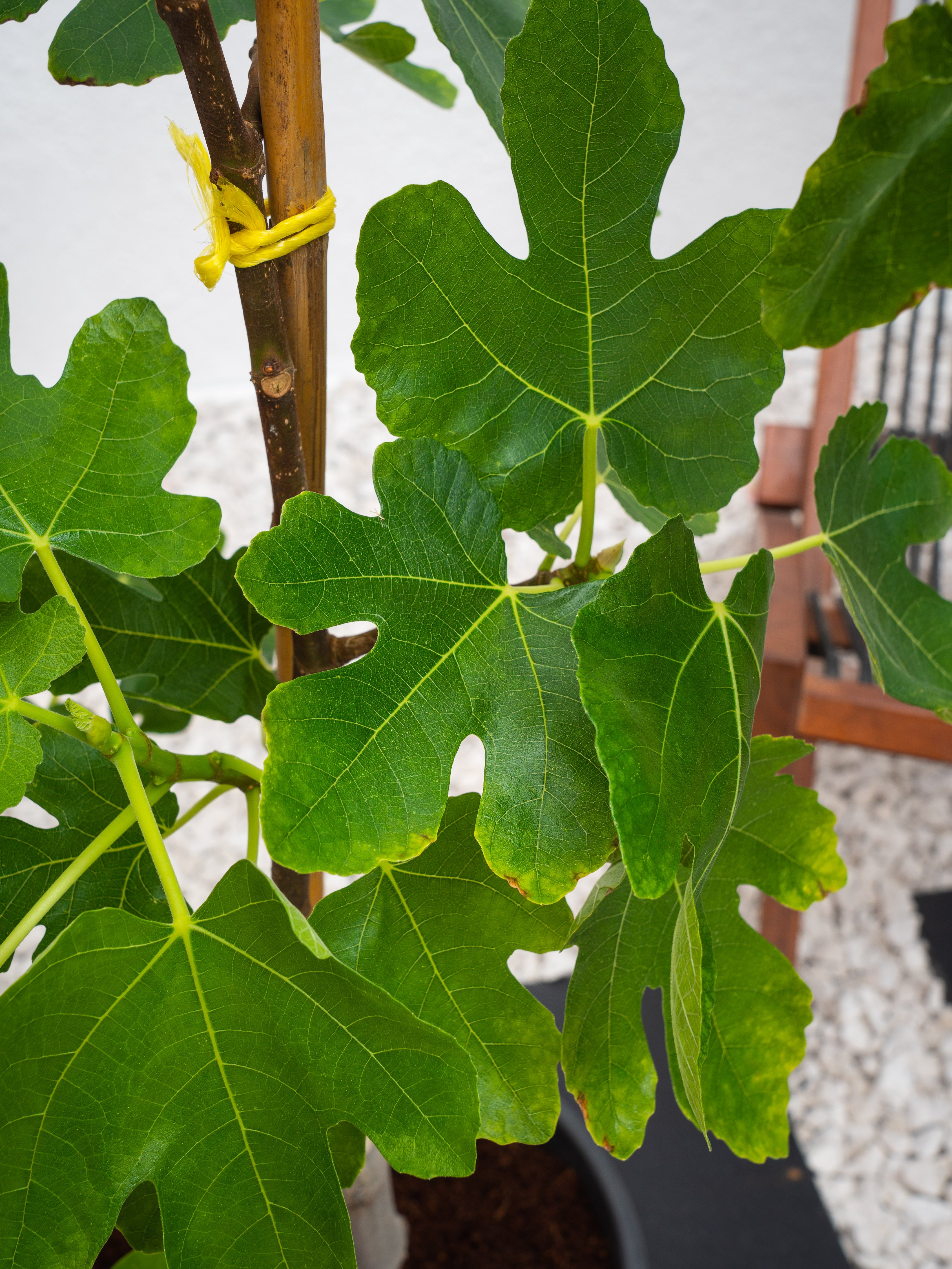 Fig Tree