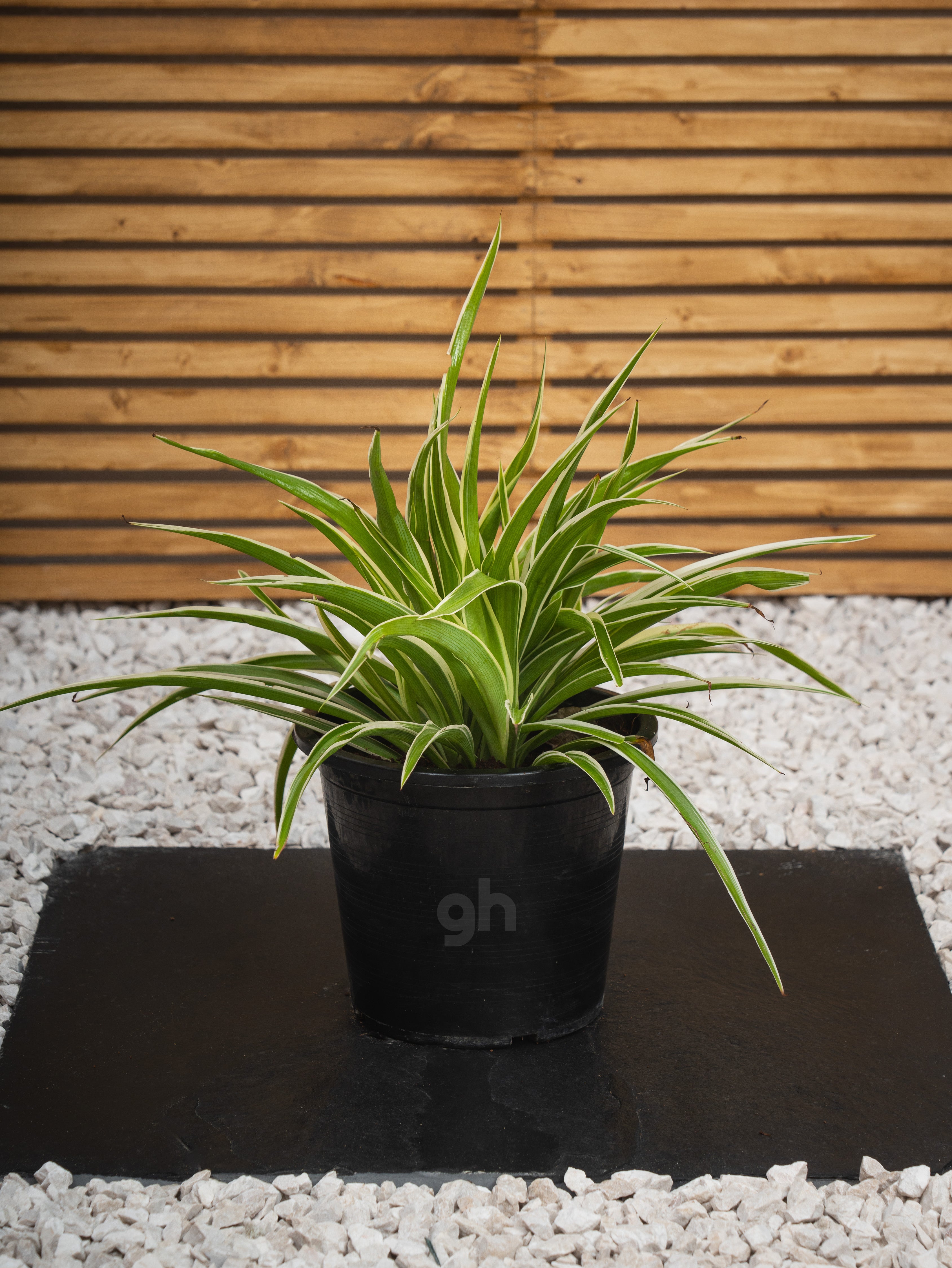 Outdoor Spider Plant