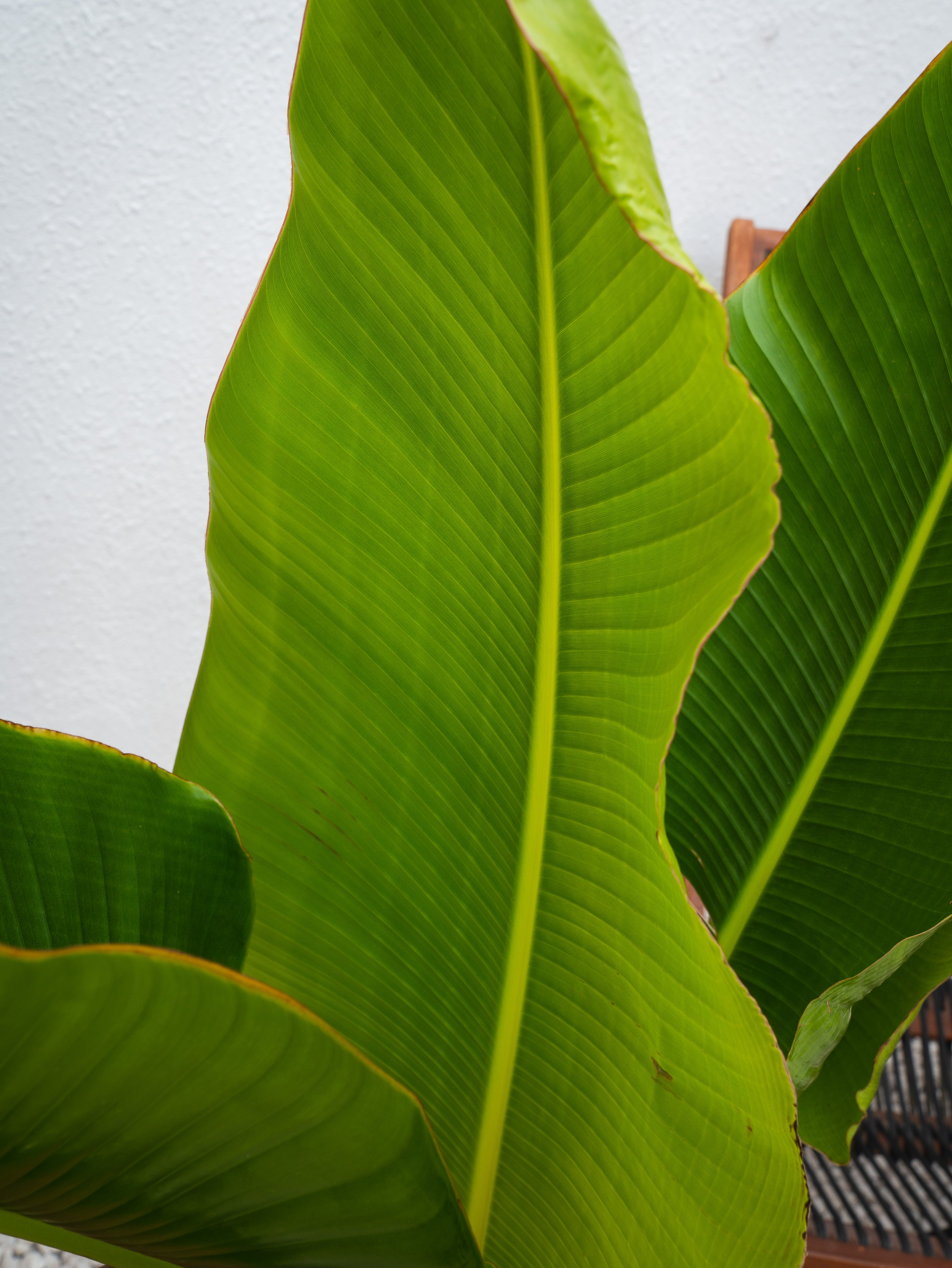 Traveller's Palm