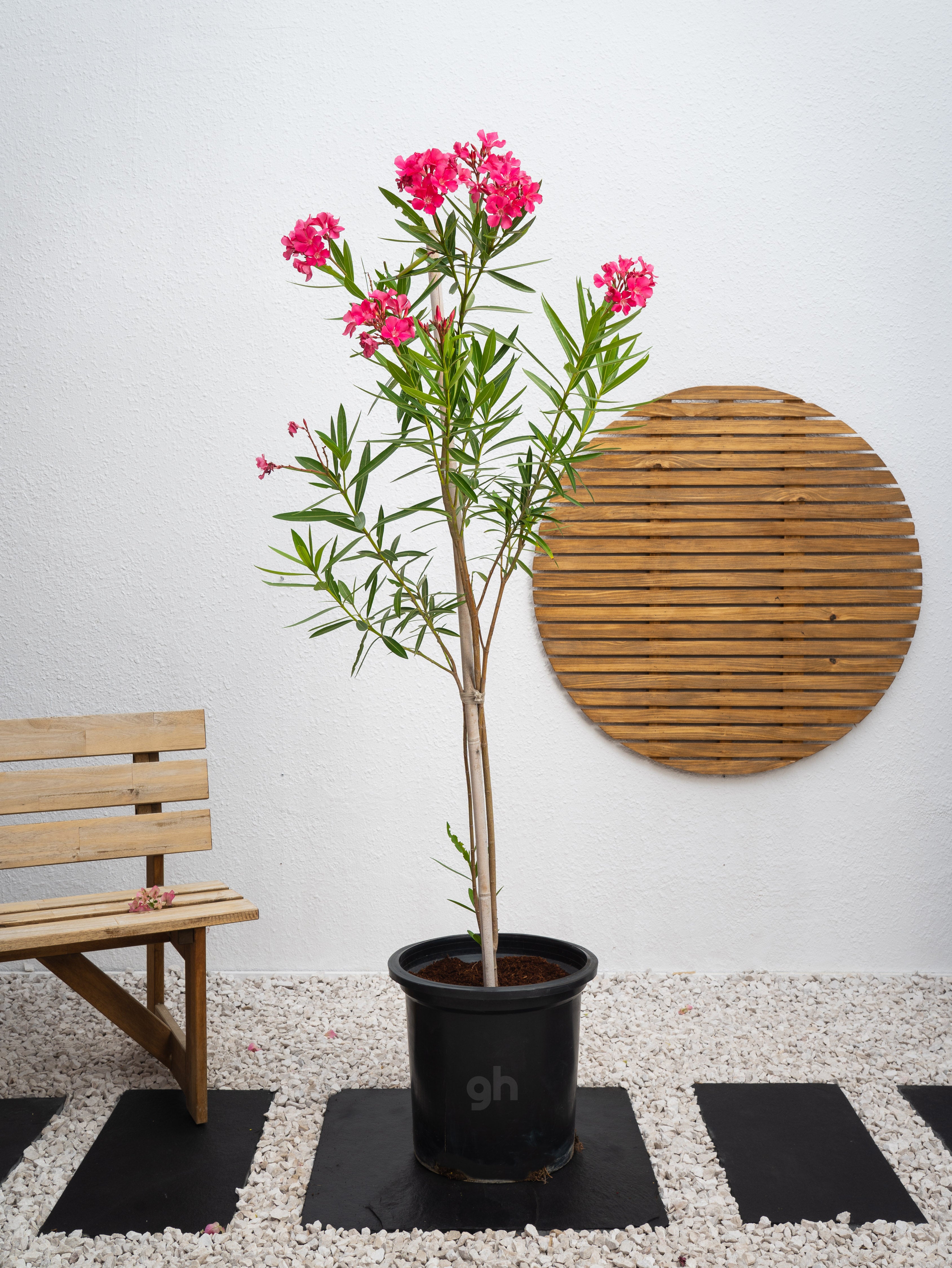Nerium Oleander