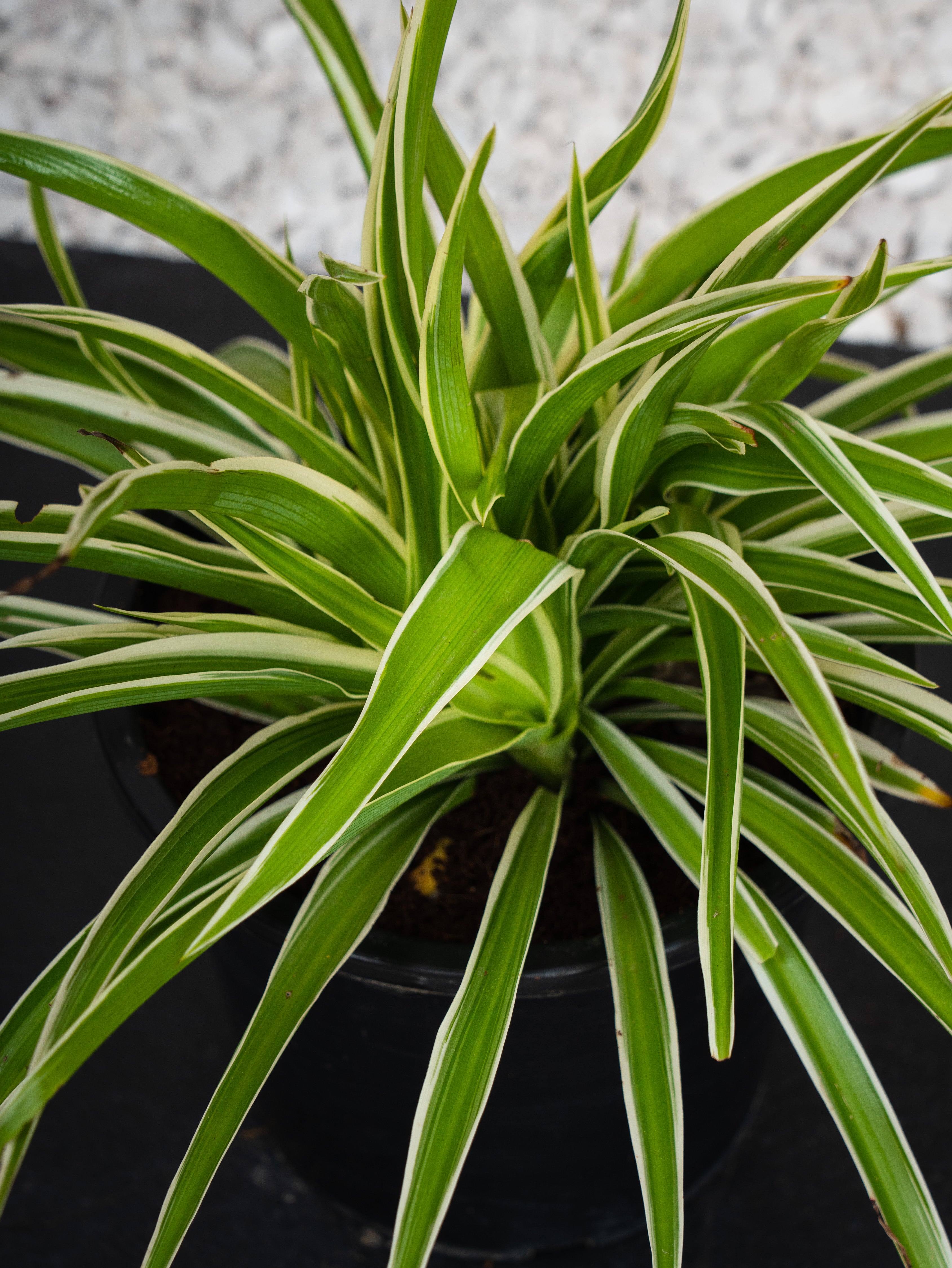 Outdoor Spider Plant