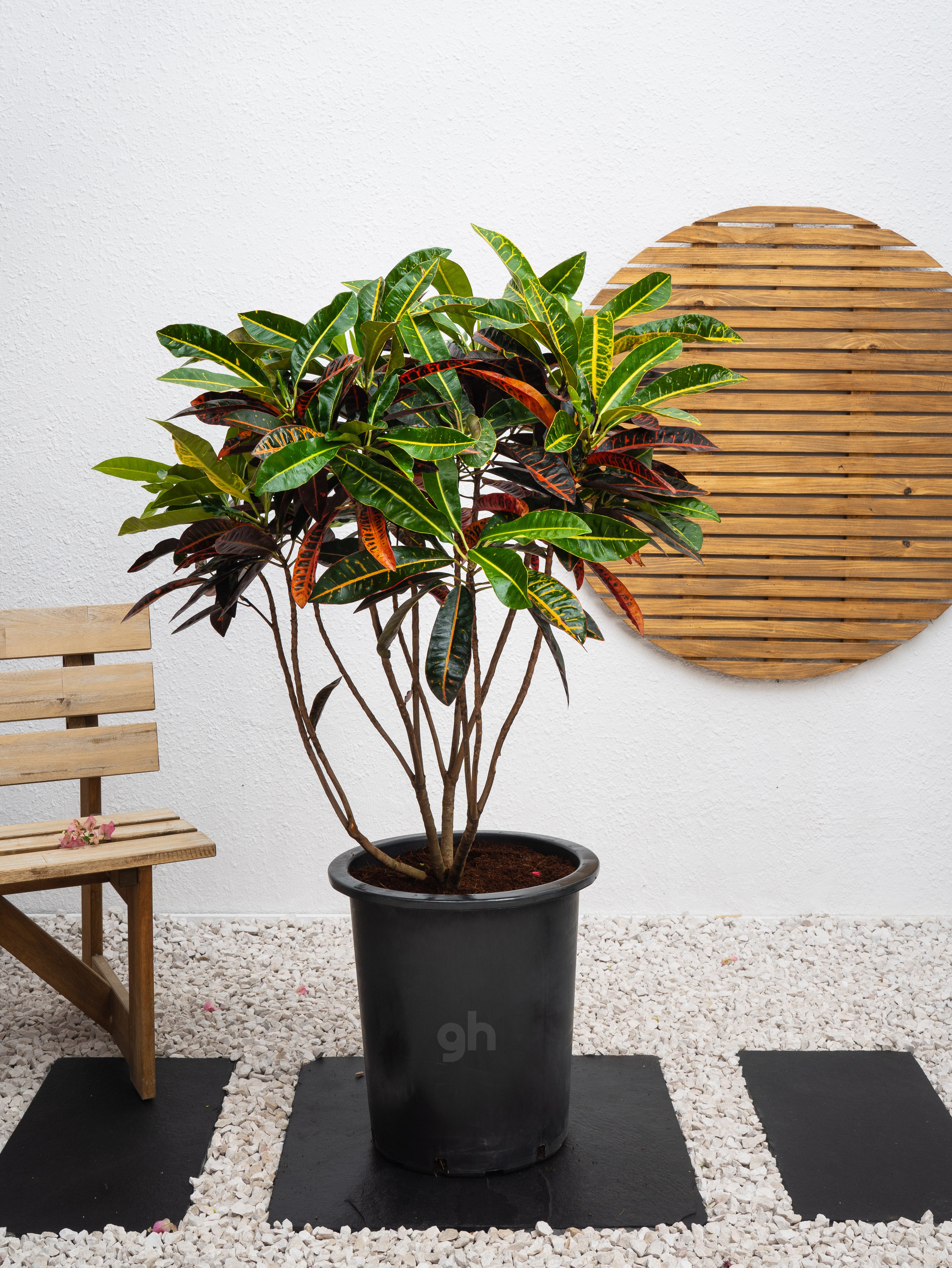 Outdoor Croton