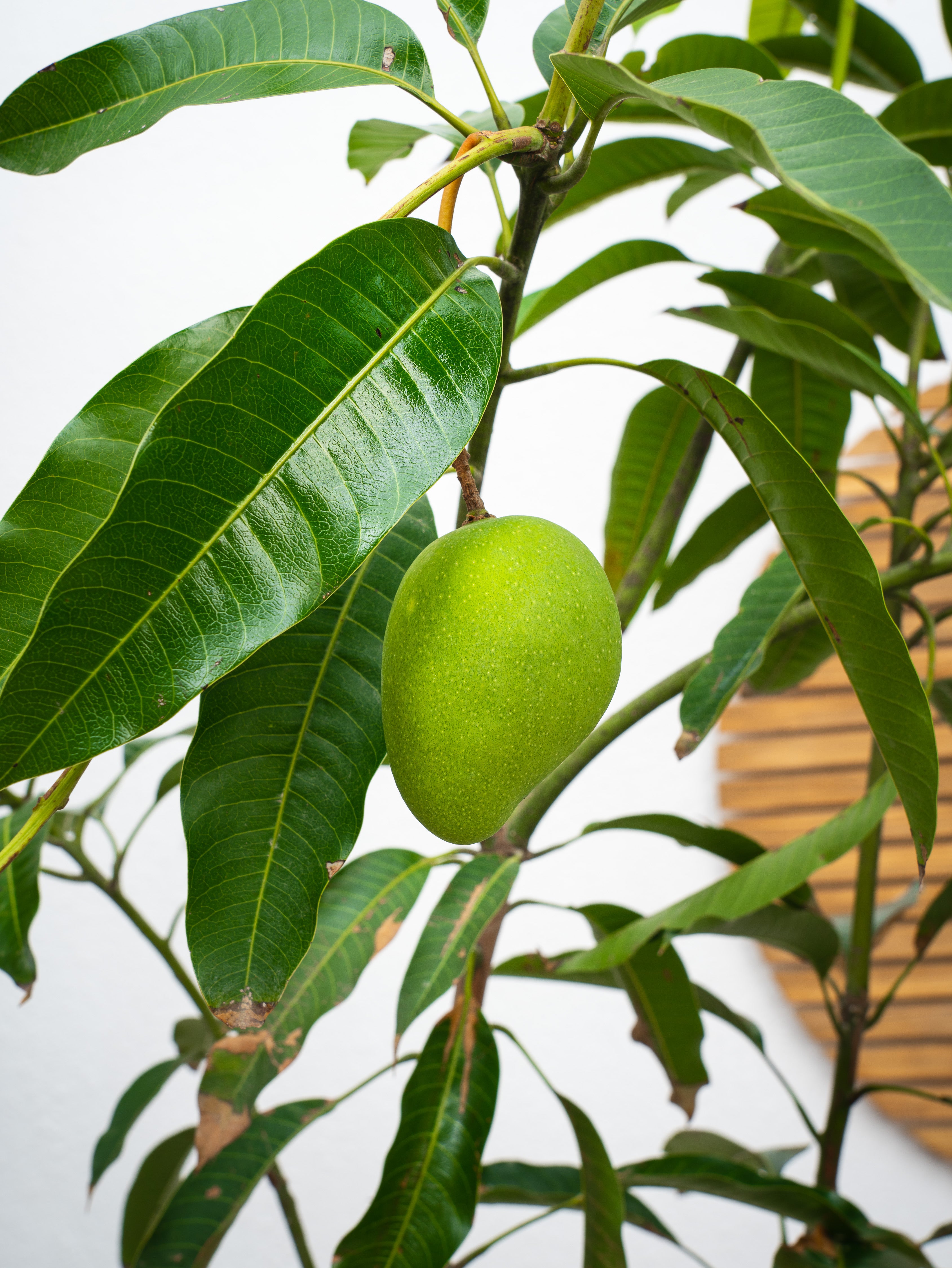 Mango Tree