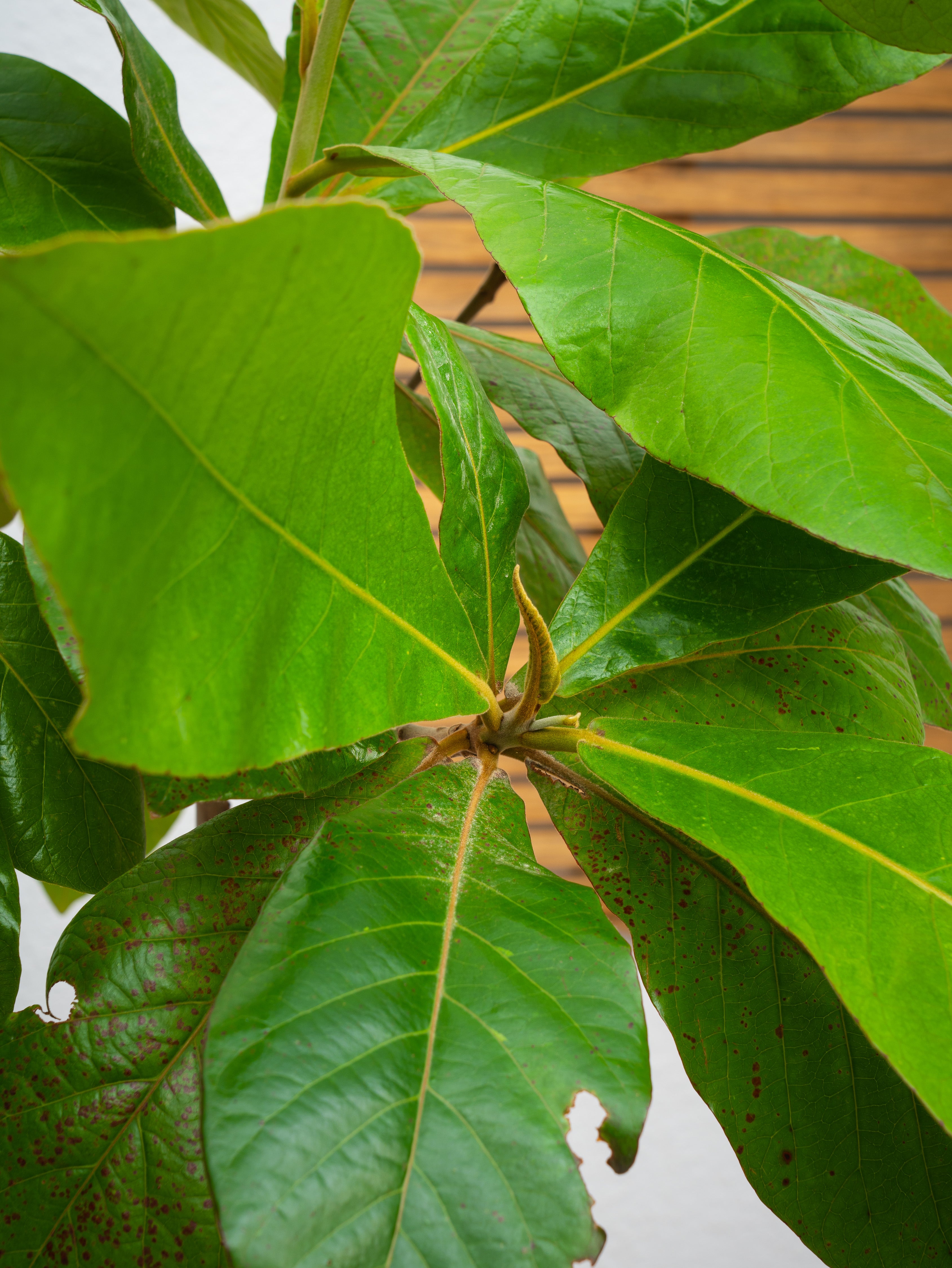 Indian Almond Tree