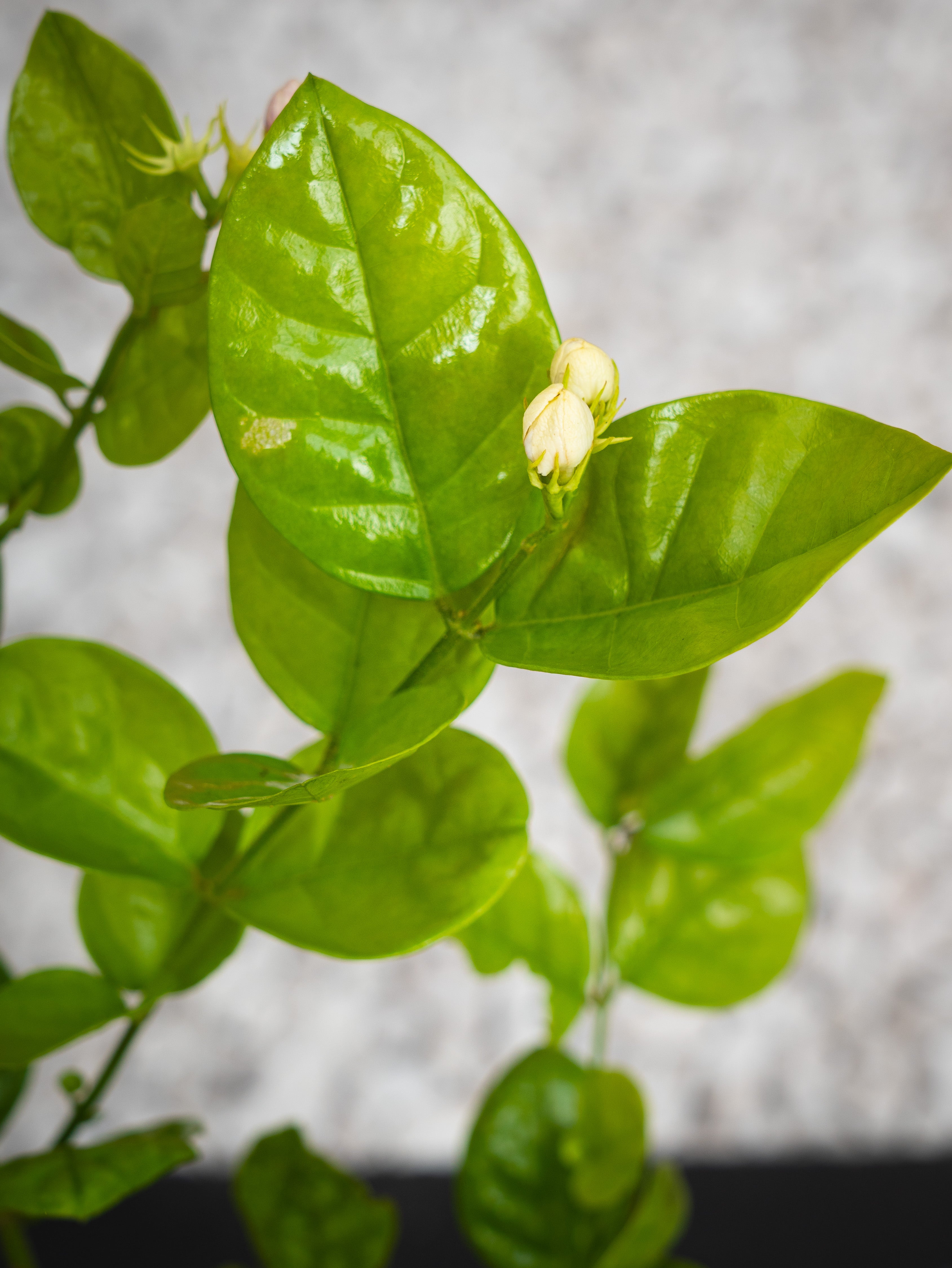 Arabian Jasmine