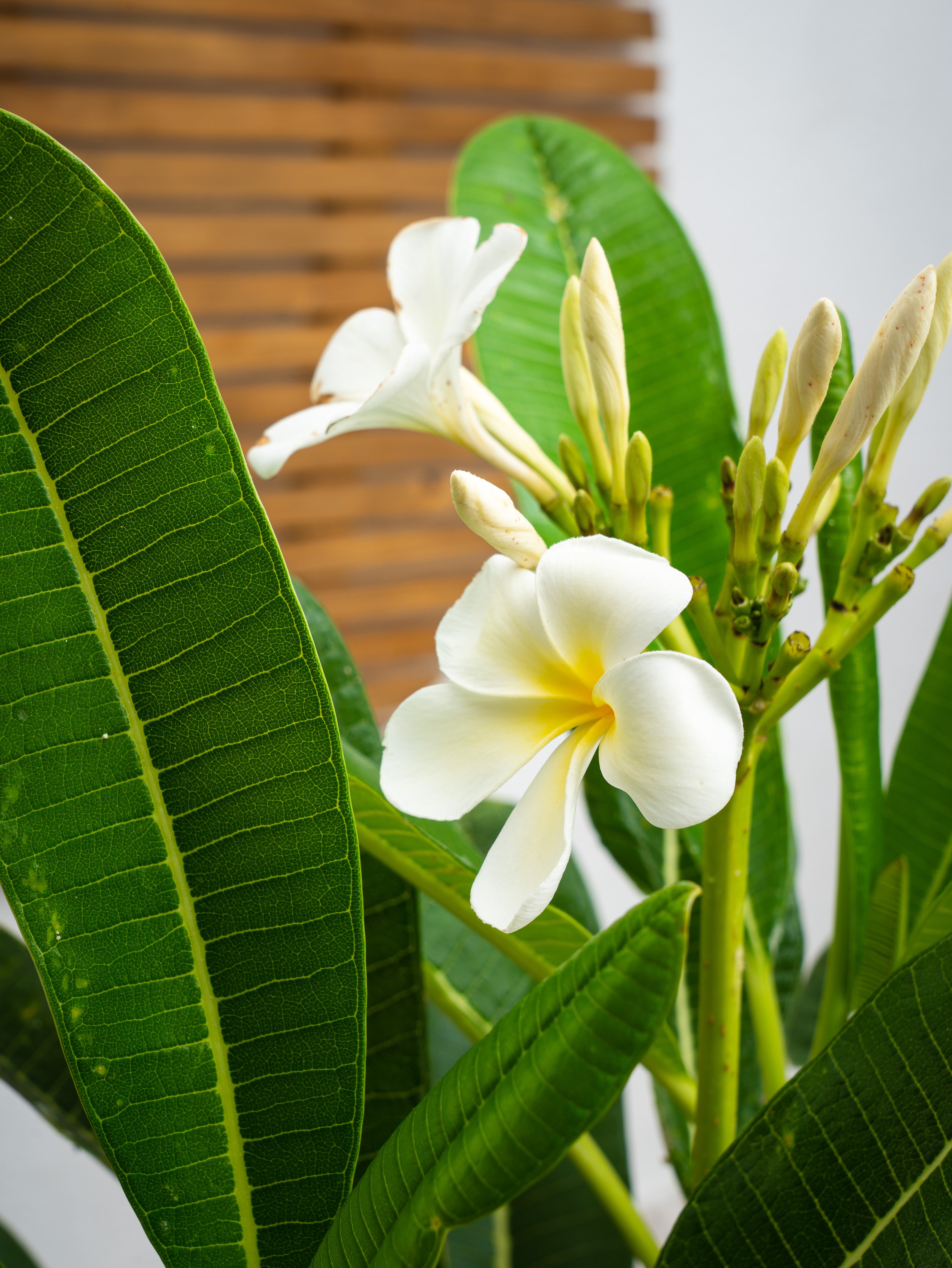 Frangipani Tree