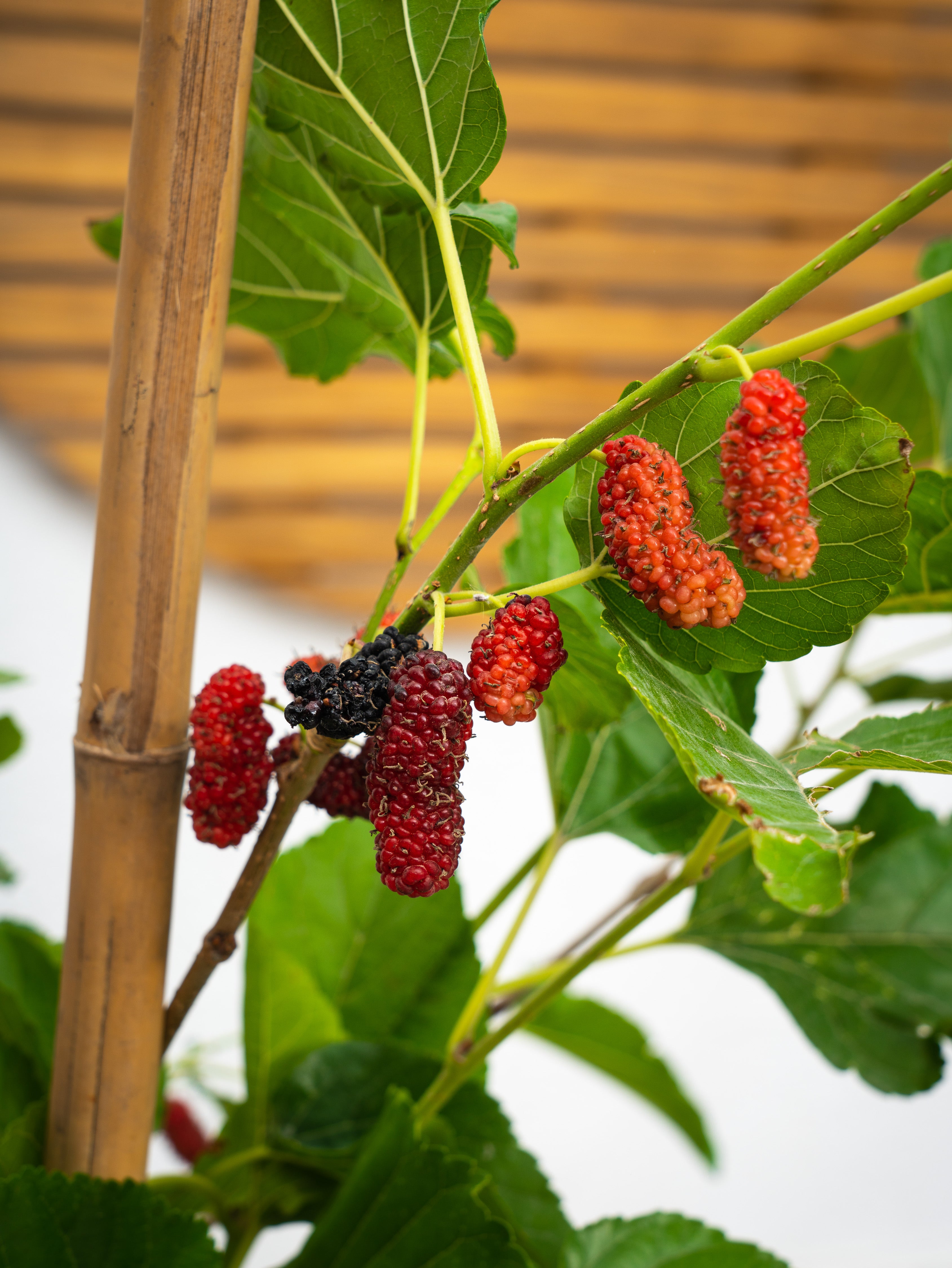 Mulberry Tree