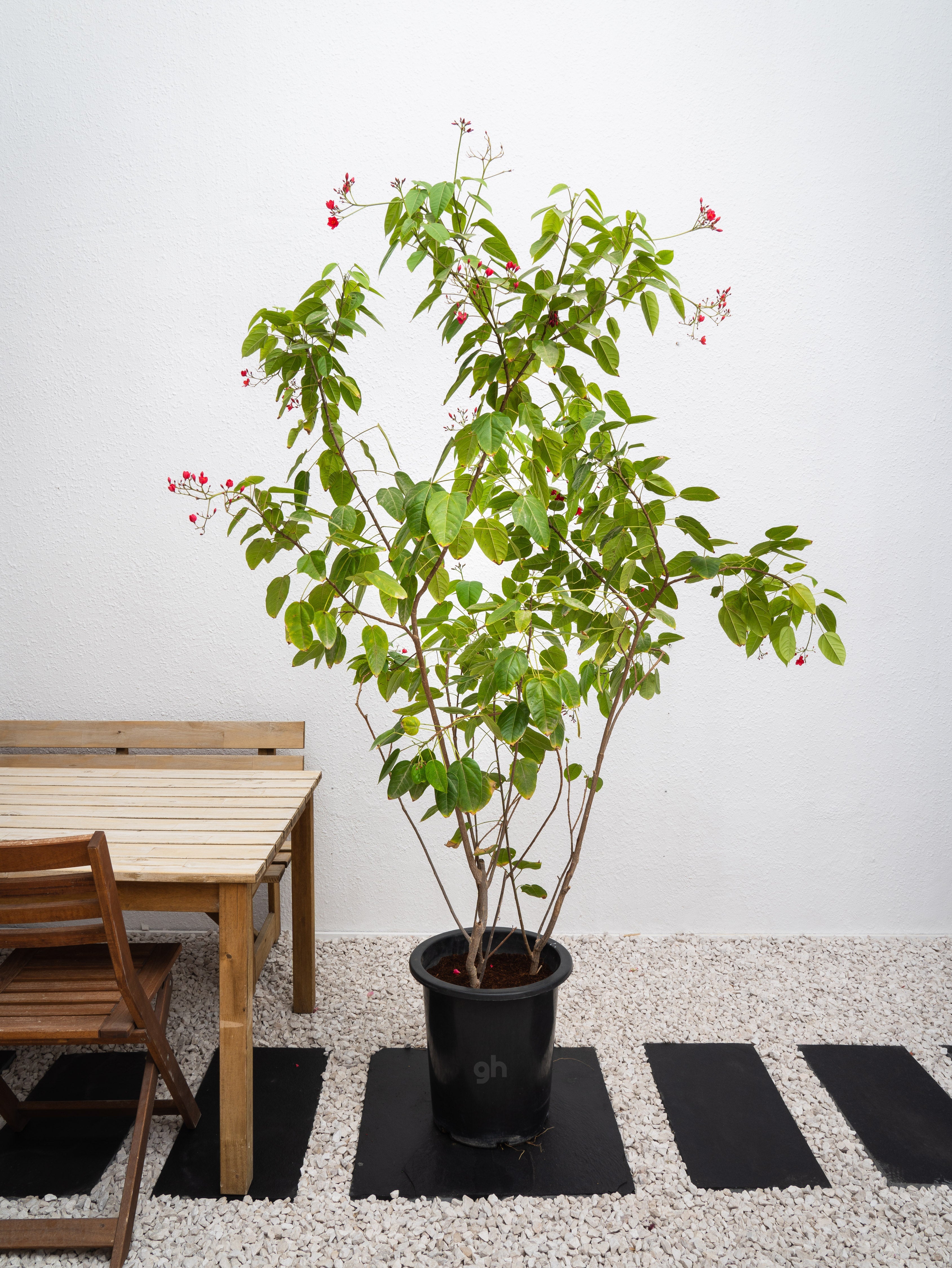 Spicy Jatropha