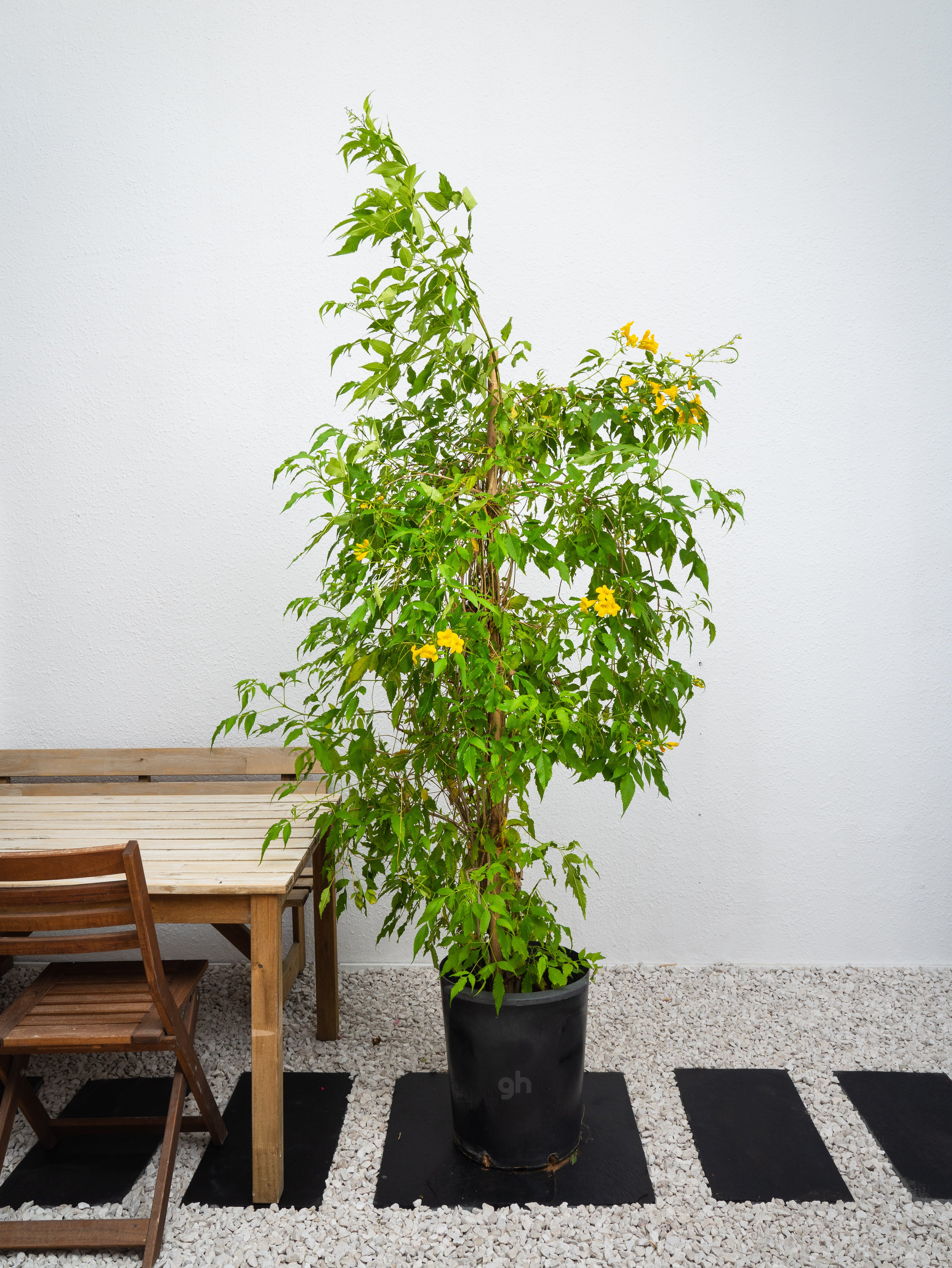 Yellow Bells Tecoma