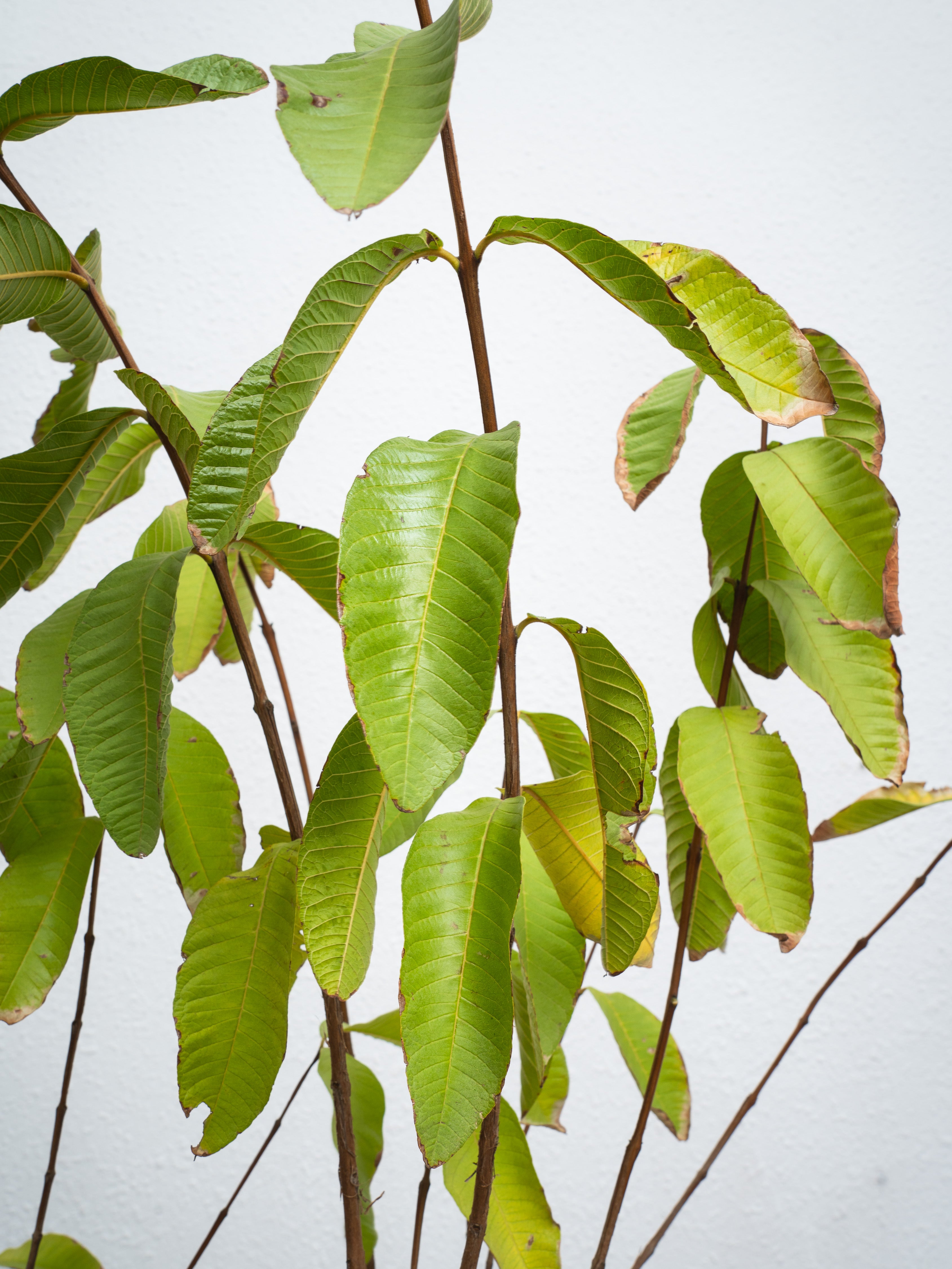 Guava Tree