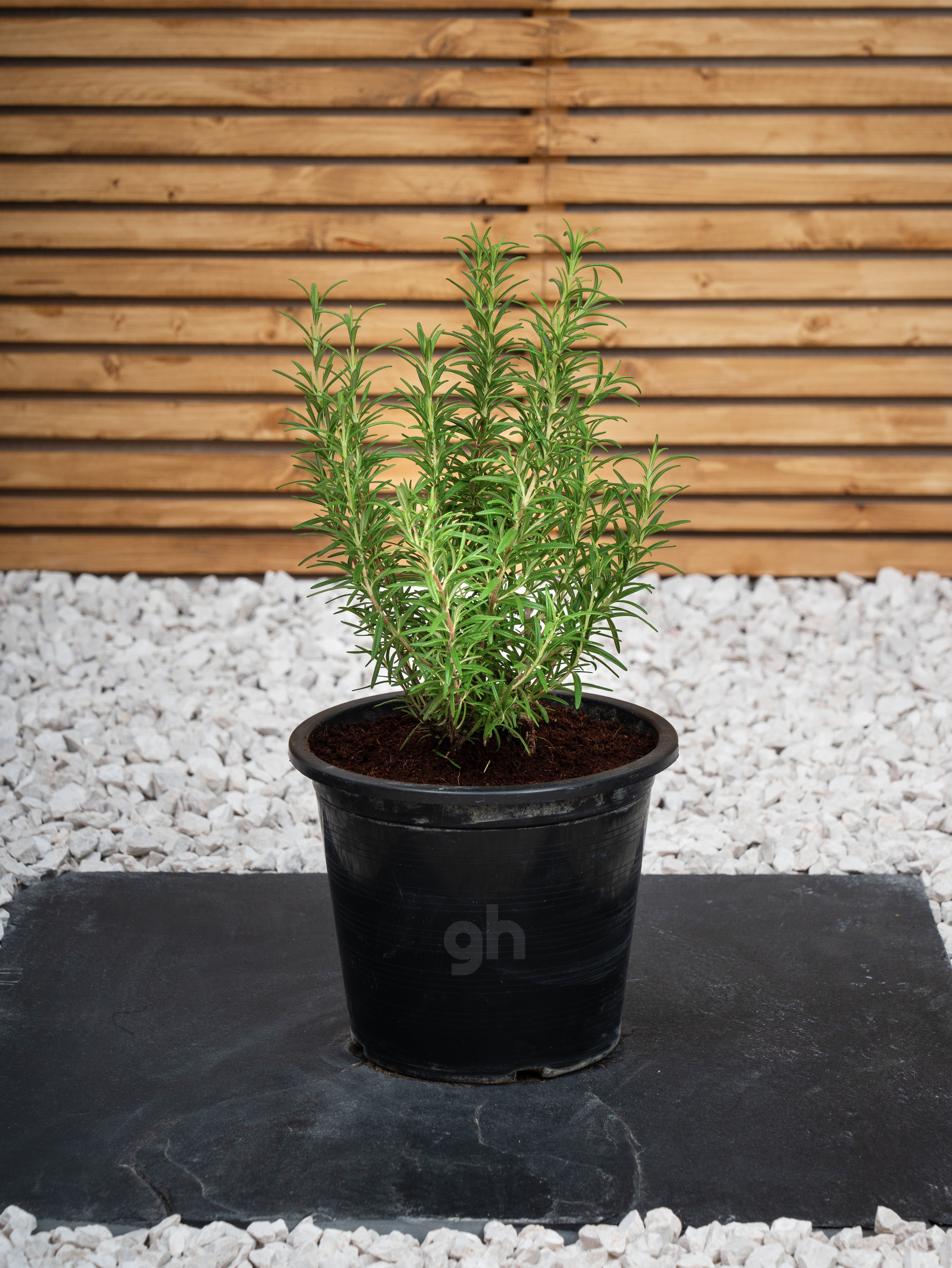 Rosemary Herb