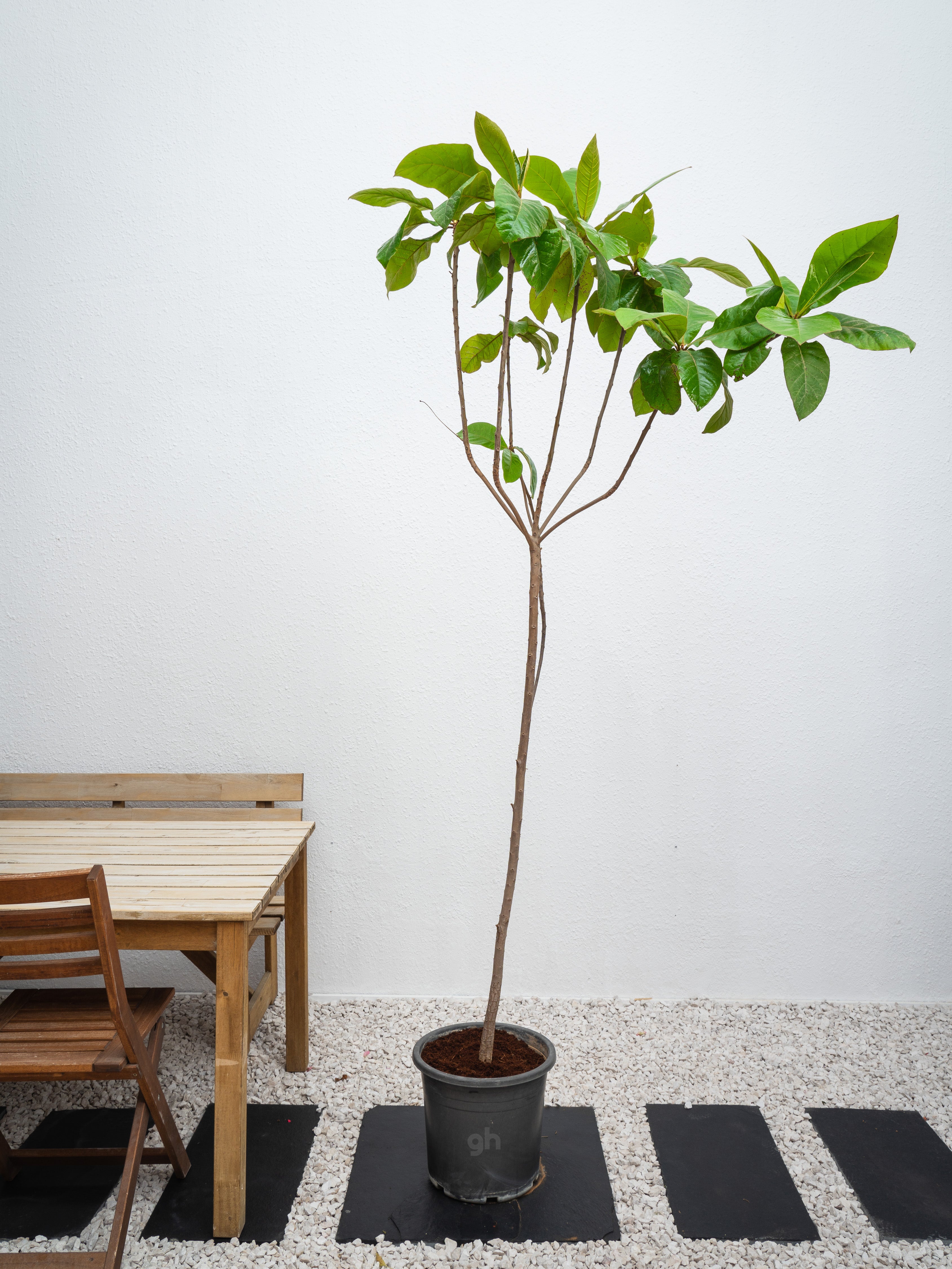 Indian Almond Tree