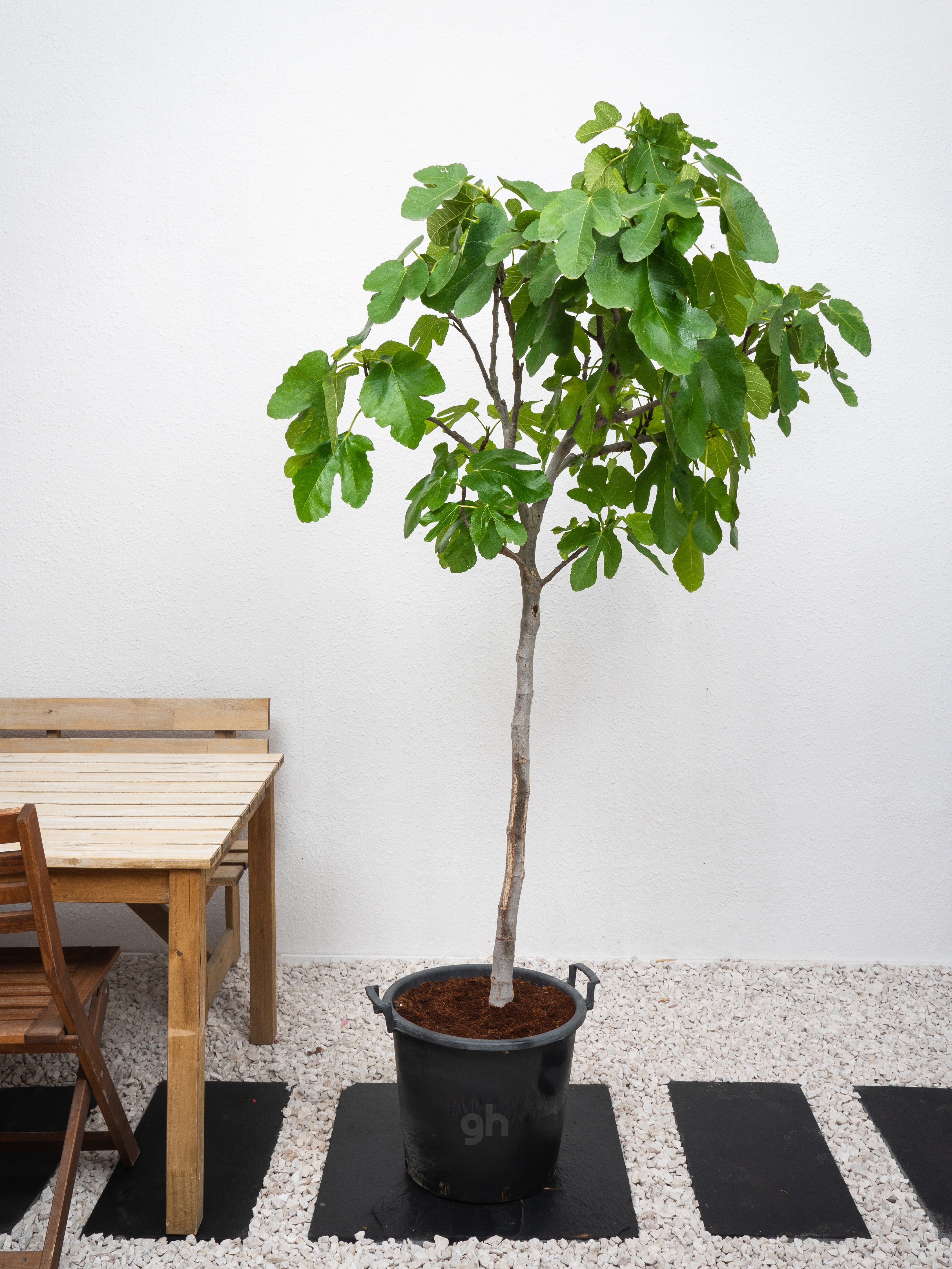 Fig Tree