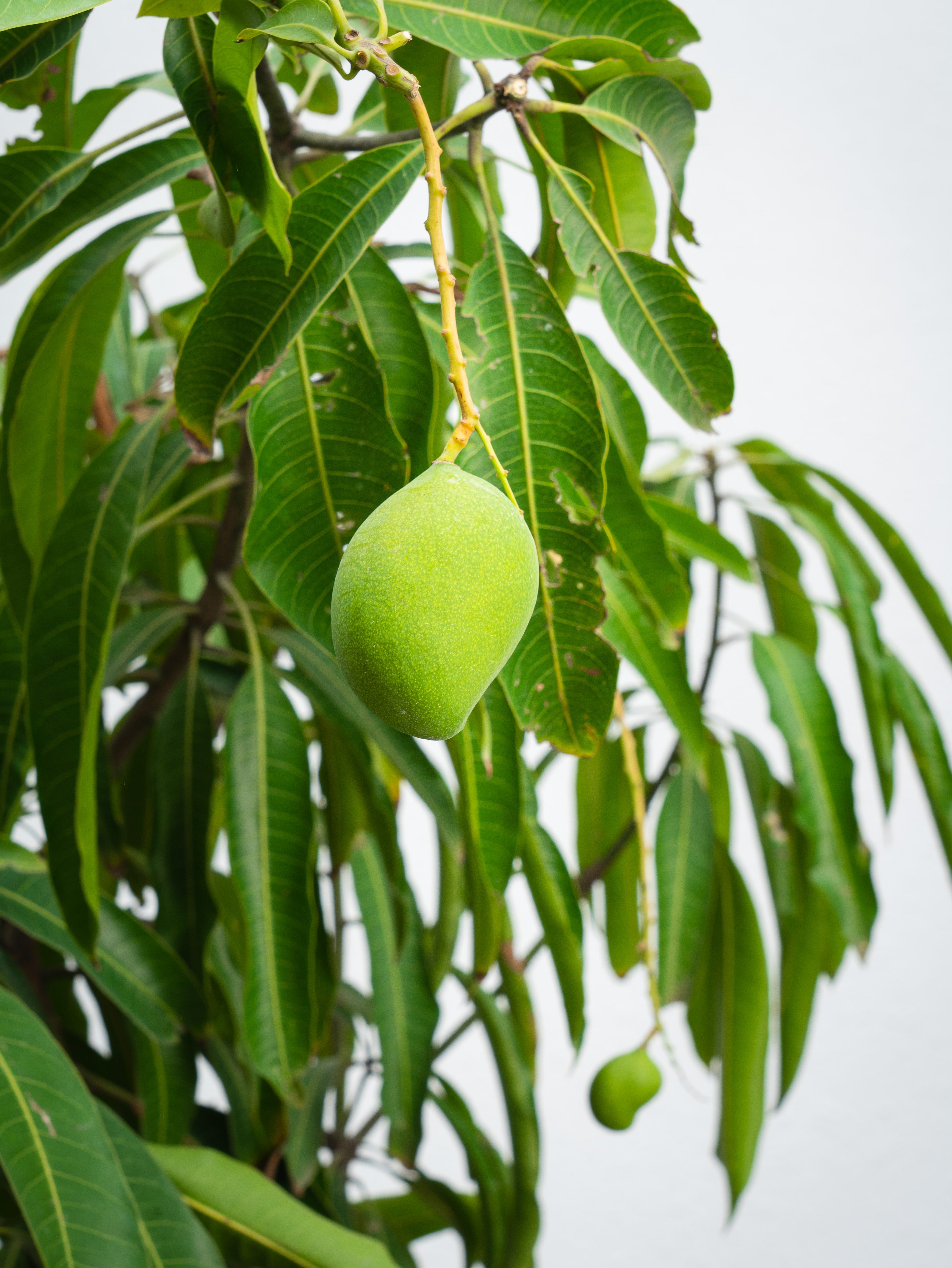 Mango Tree