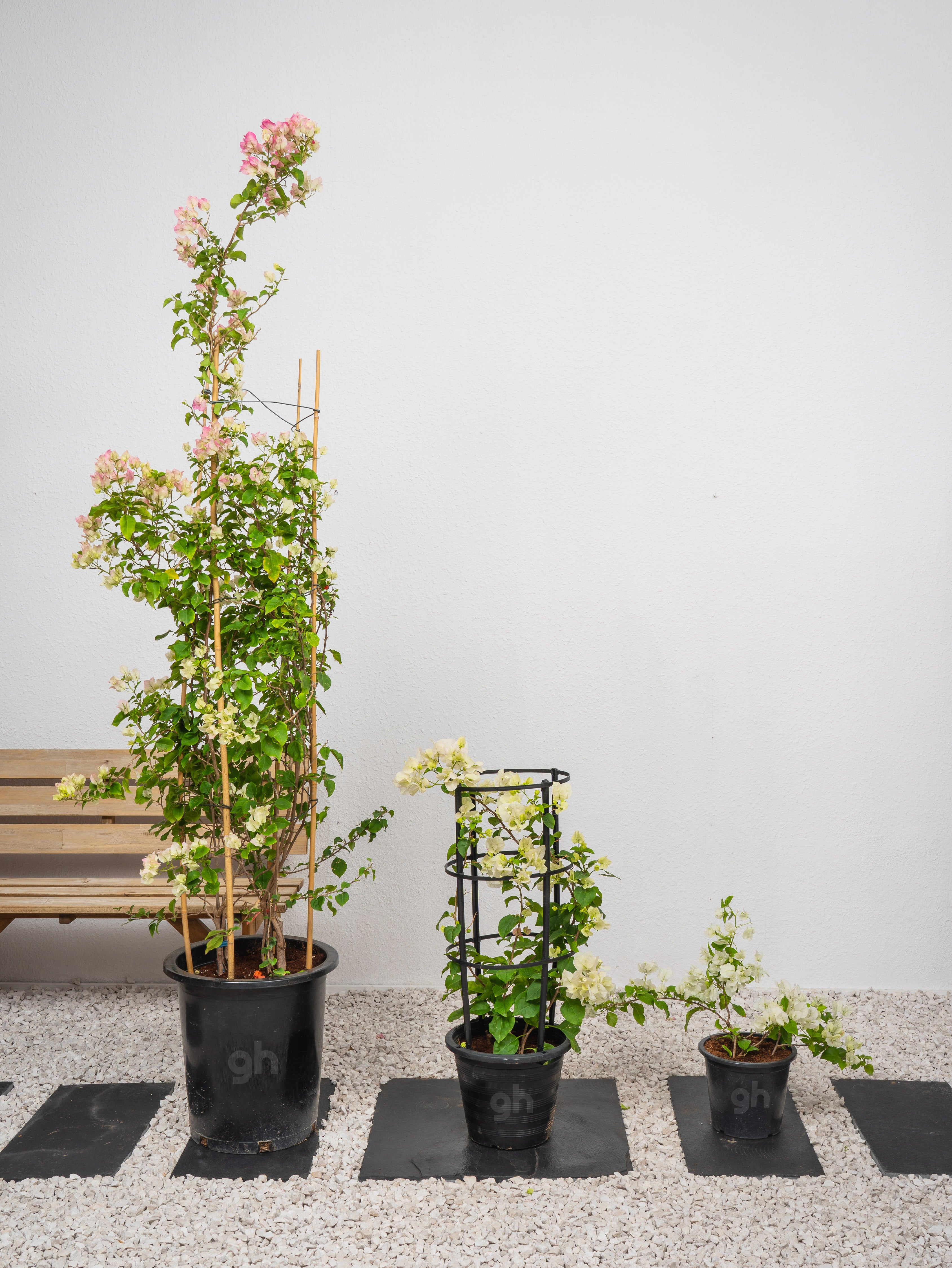 Bougainvillea