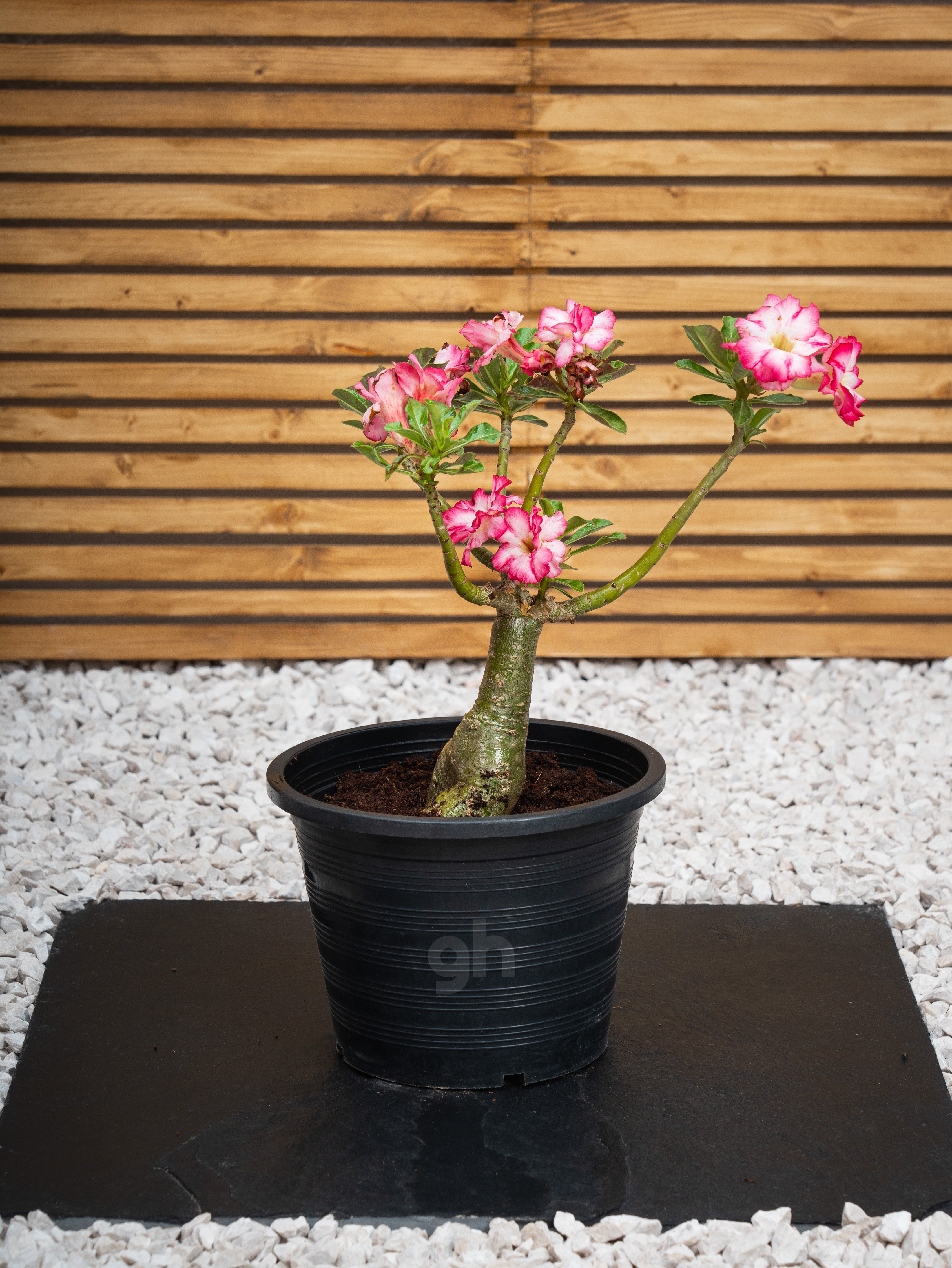 Desert Rose