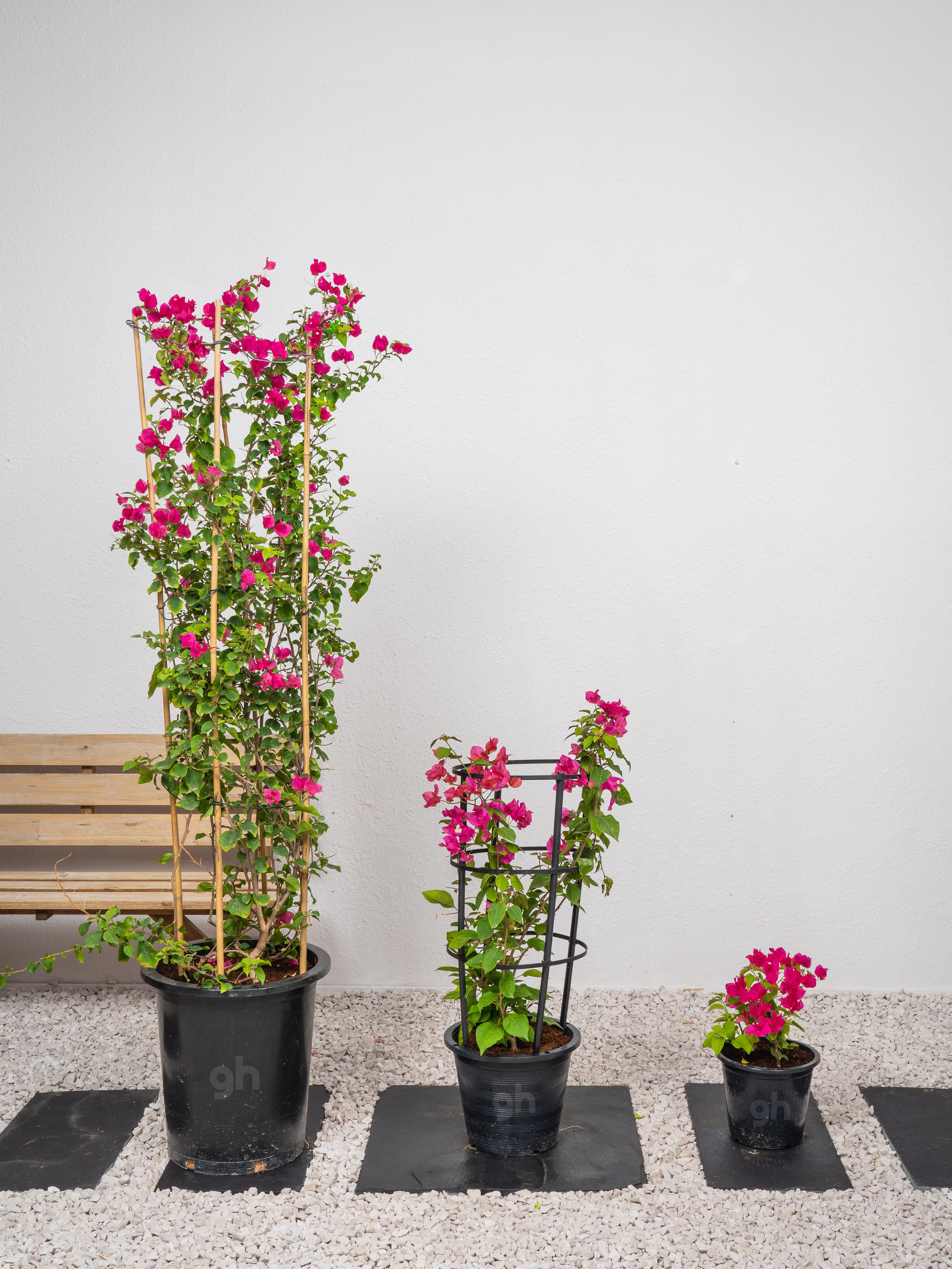 Bougainvillea