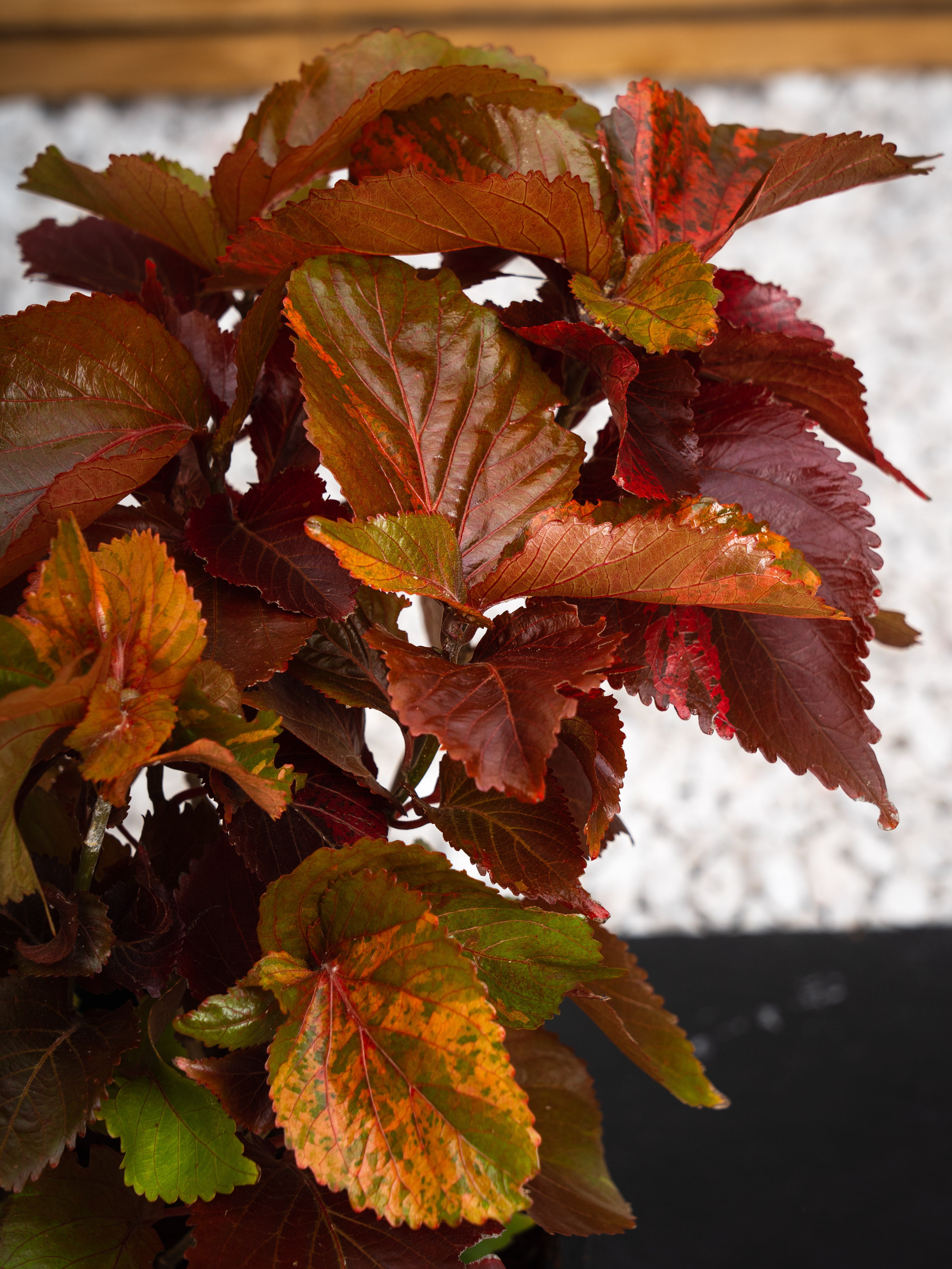 Acalypha Red