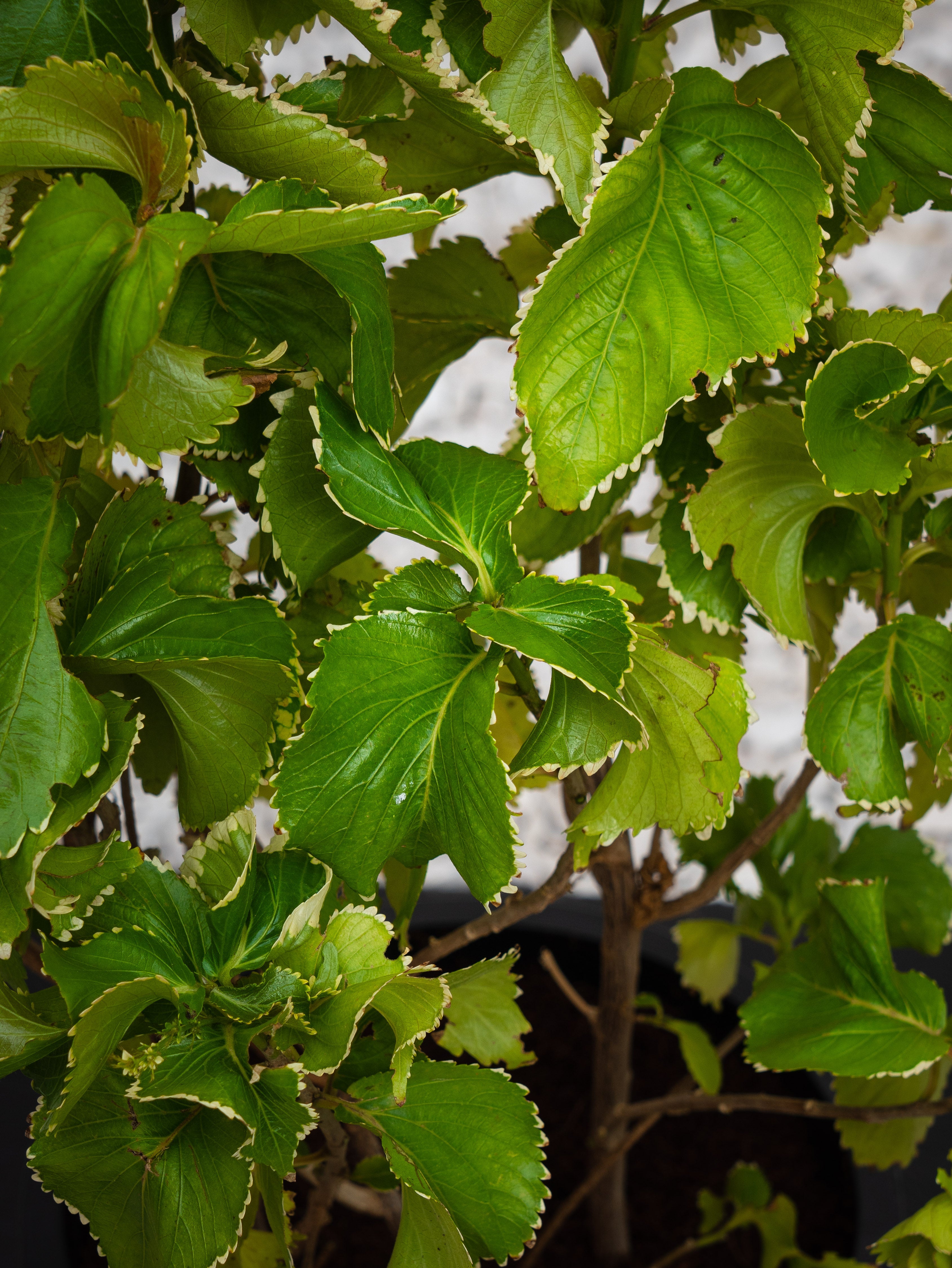 Acalypha Green