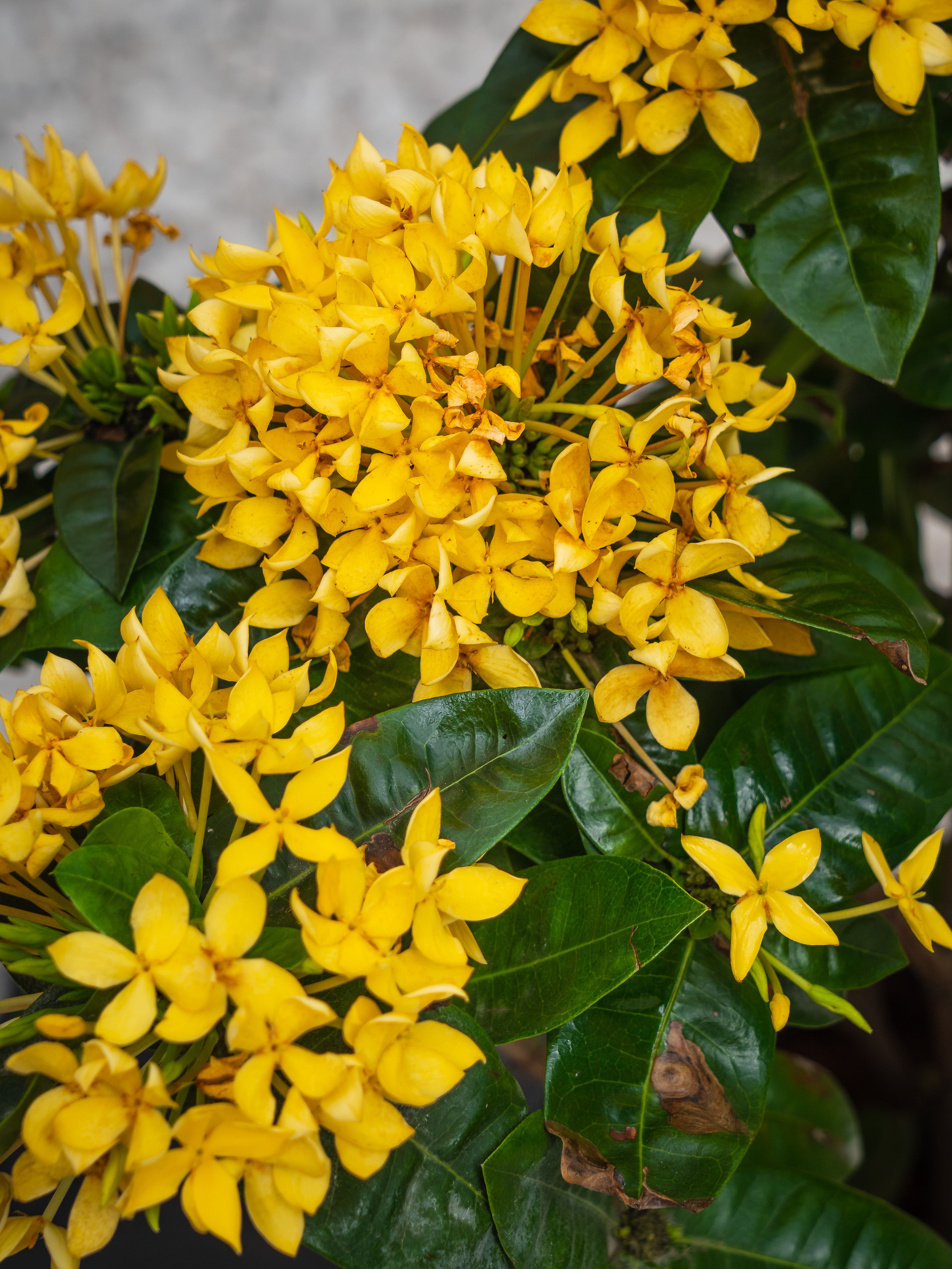 Ixora Cocinea