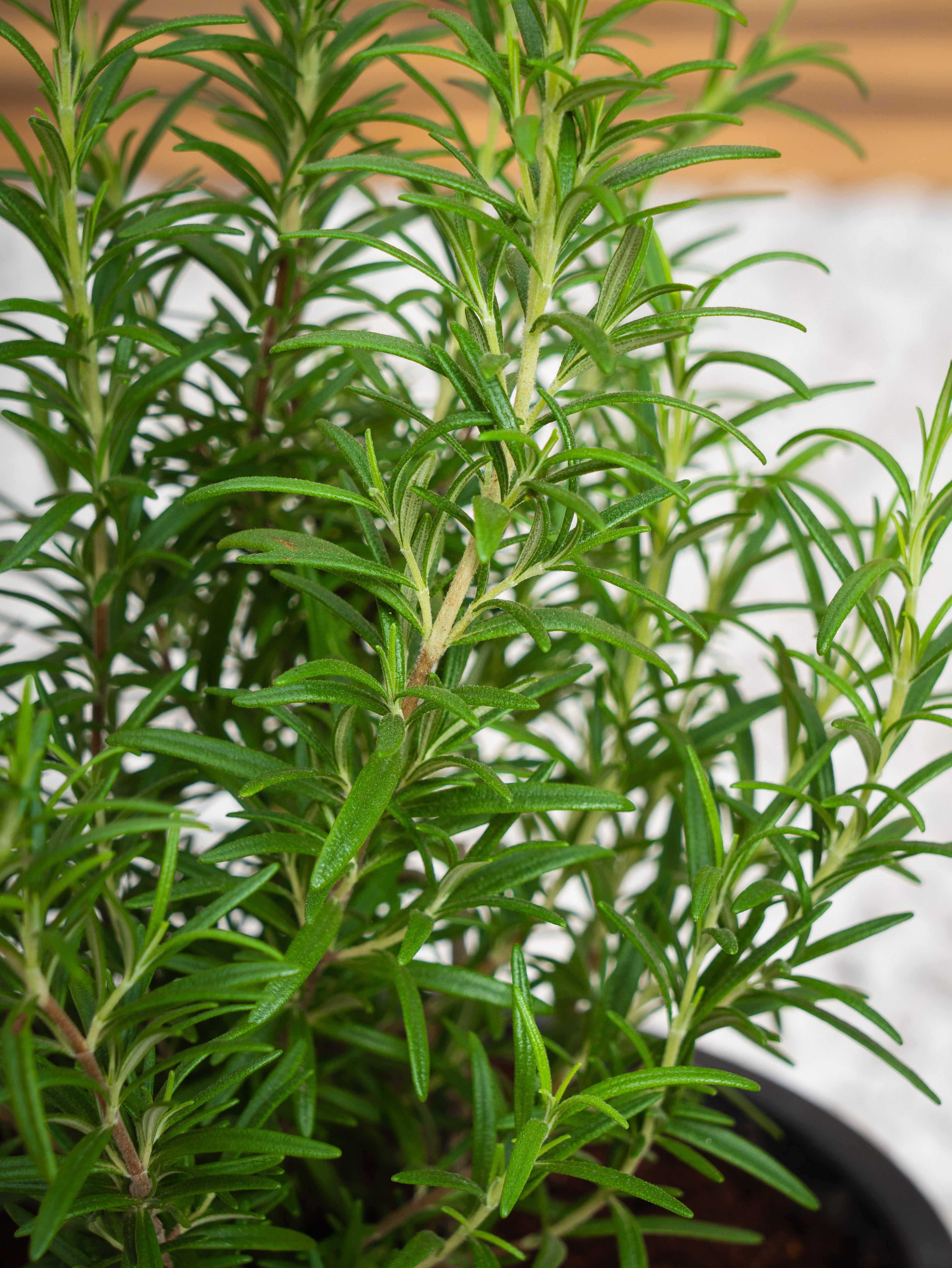 Rosemary Herb