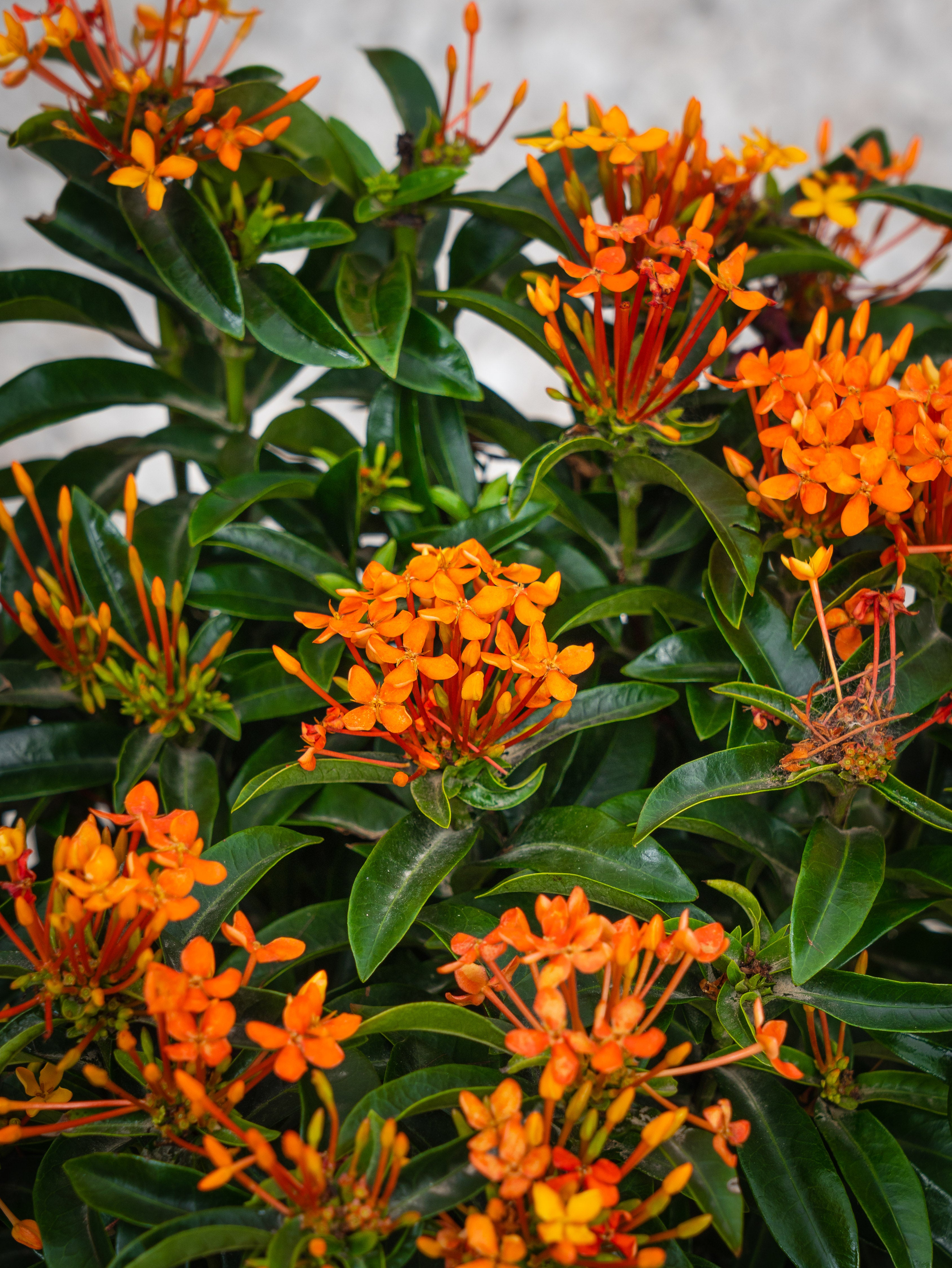 Ixora Chinensis