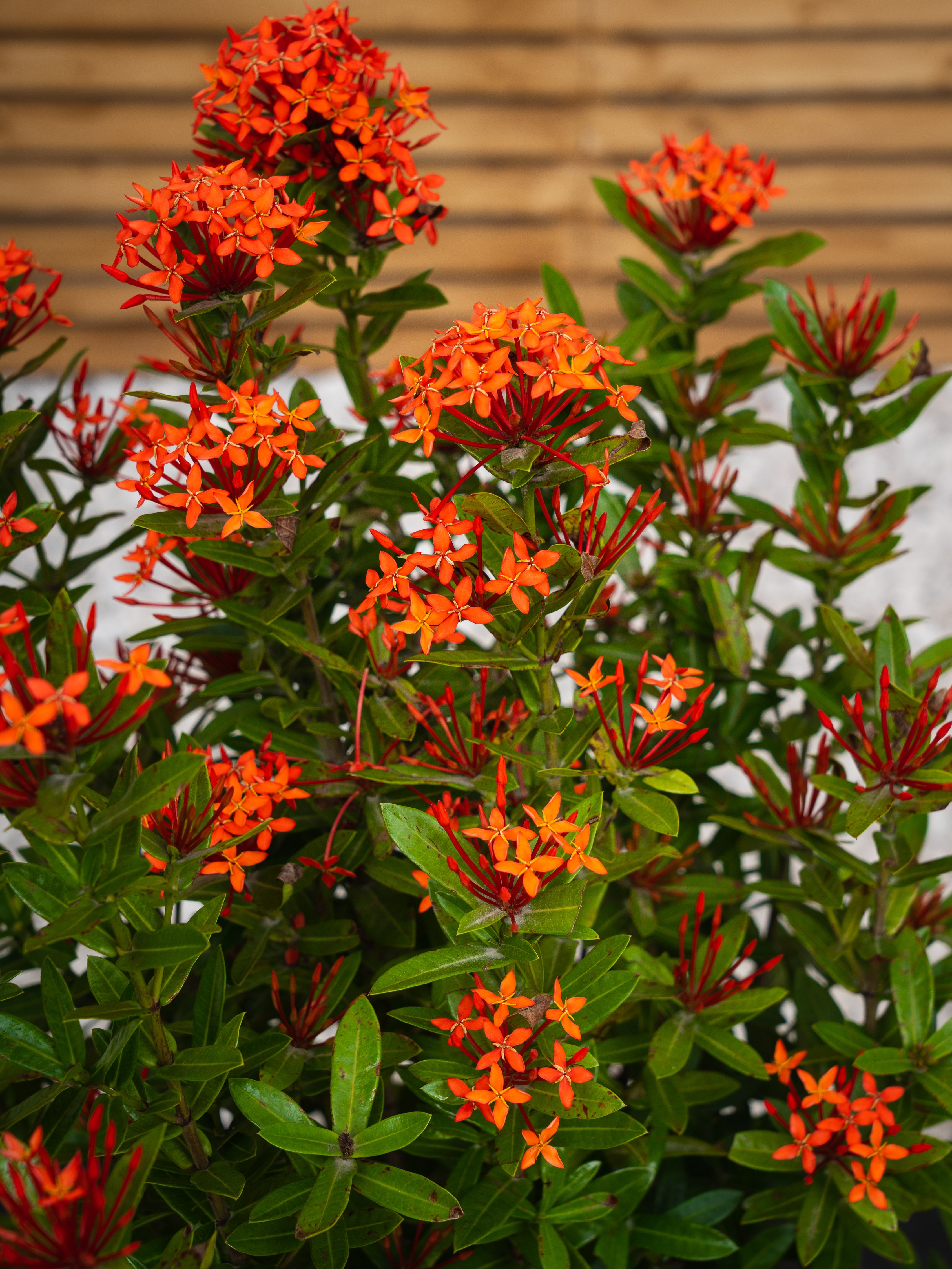 Ixora Chinensis