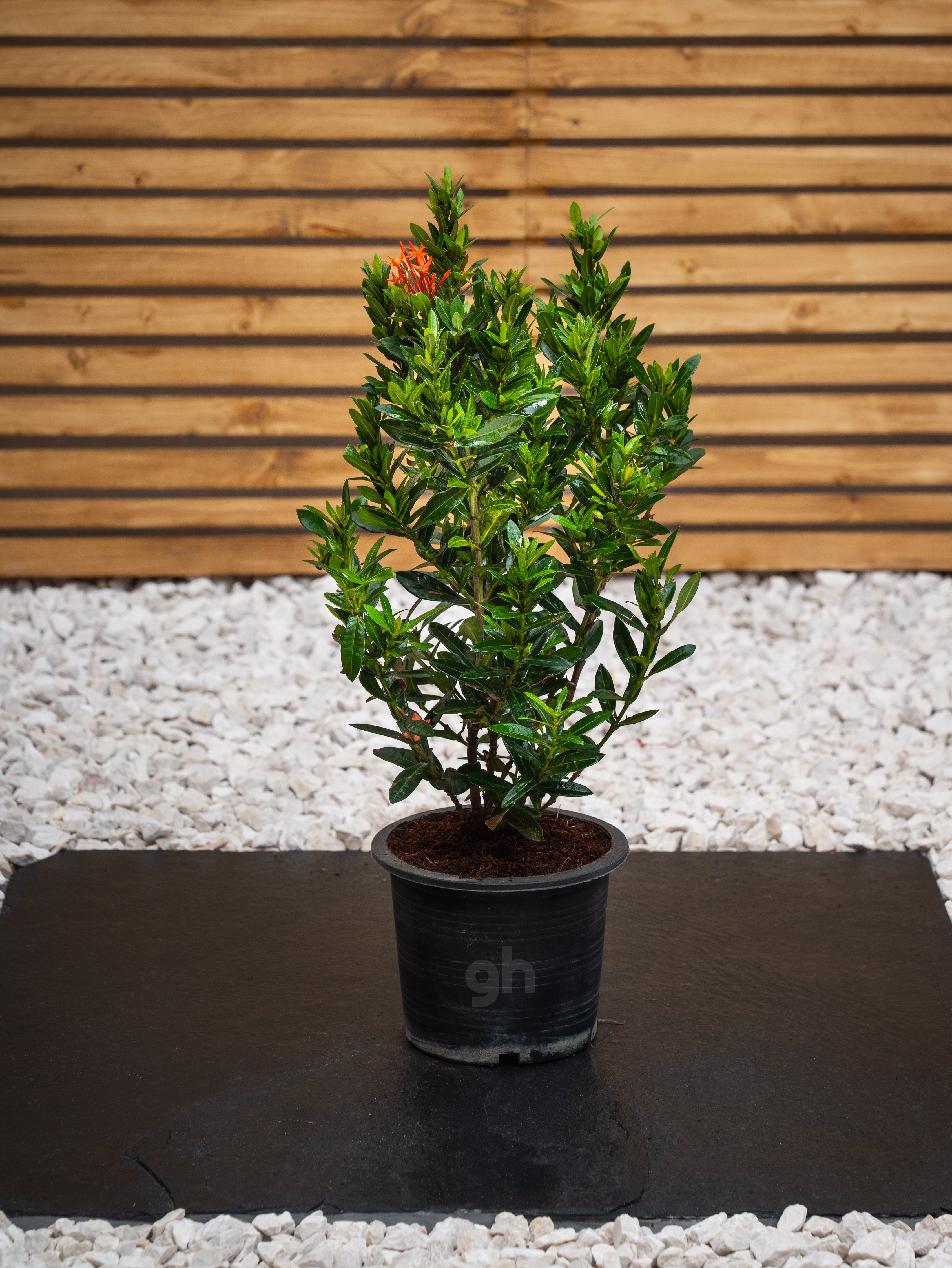 Ixora Chinensis