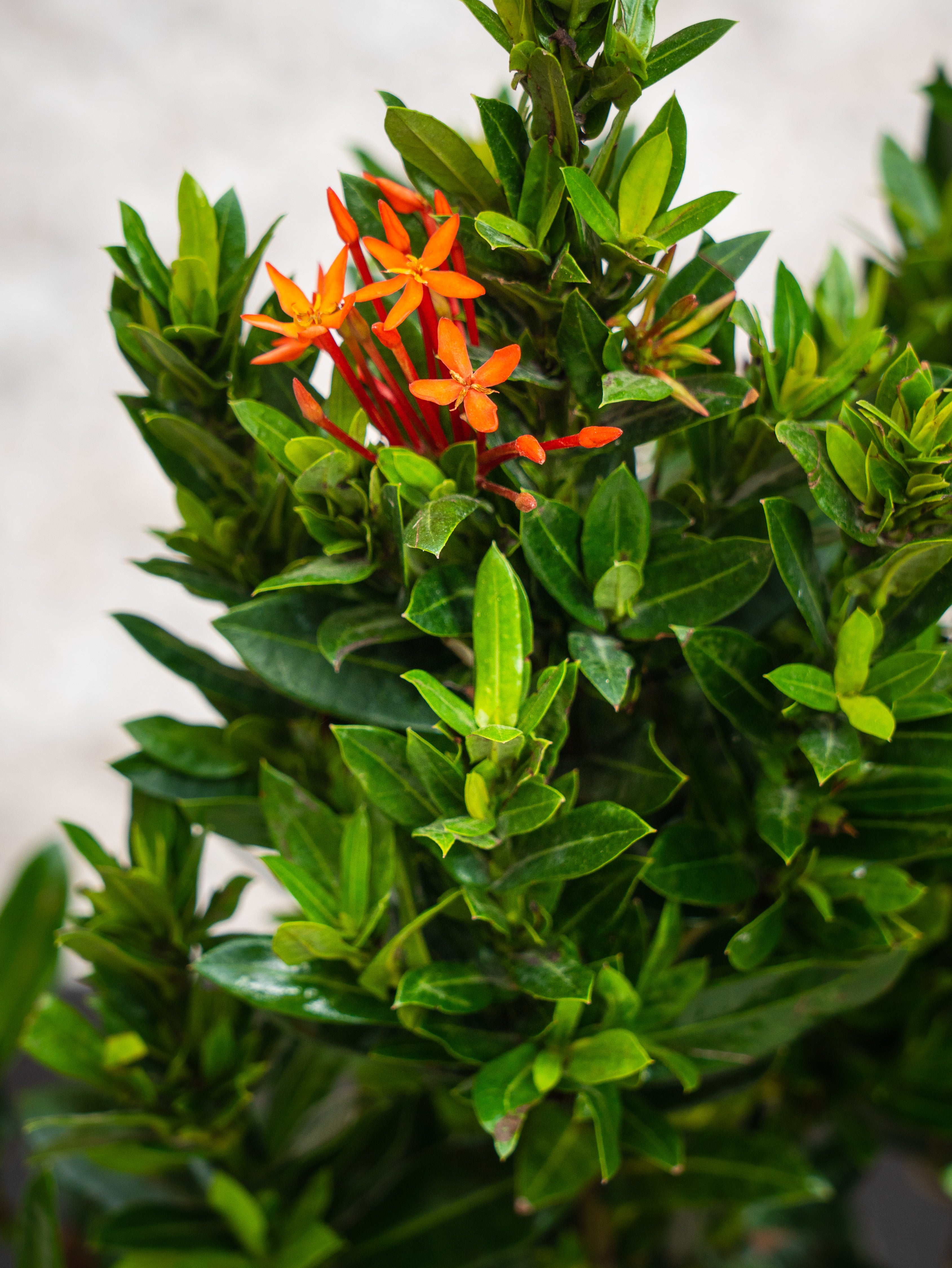 Ixora Chinensis