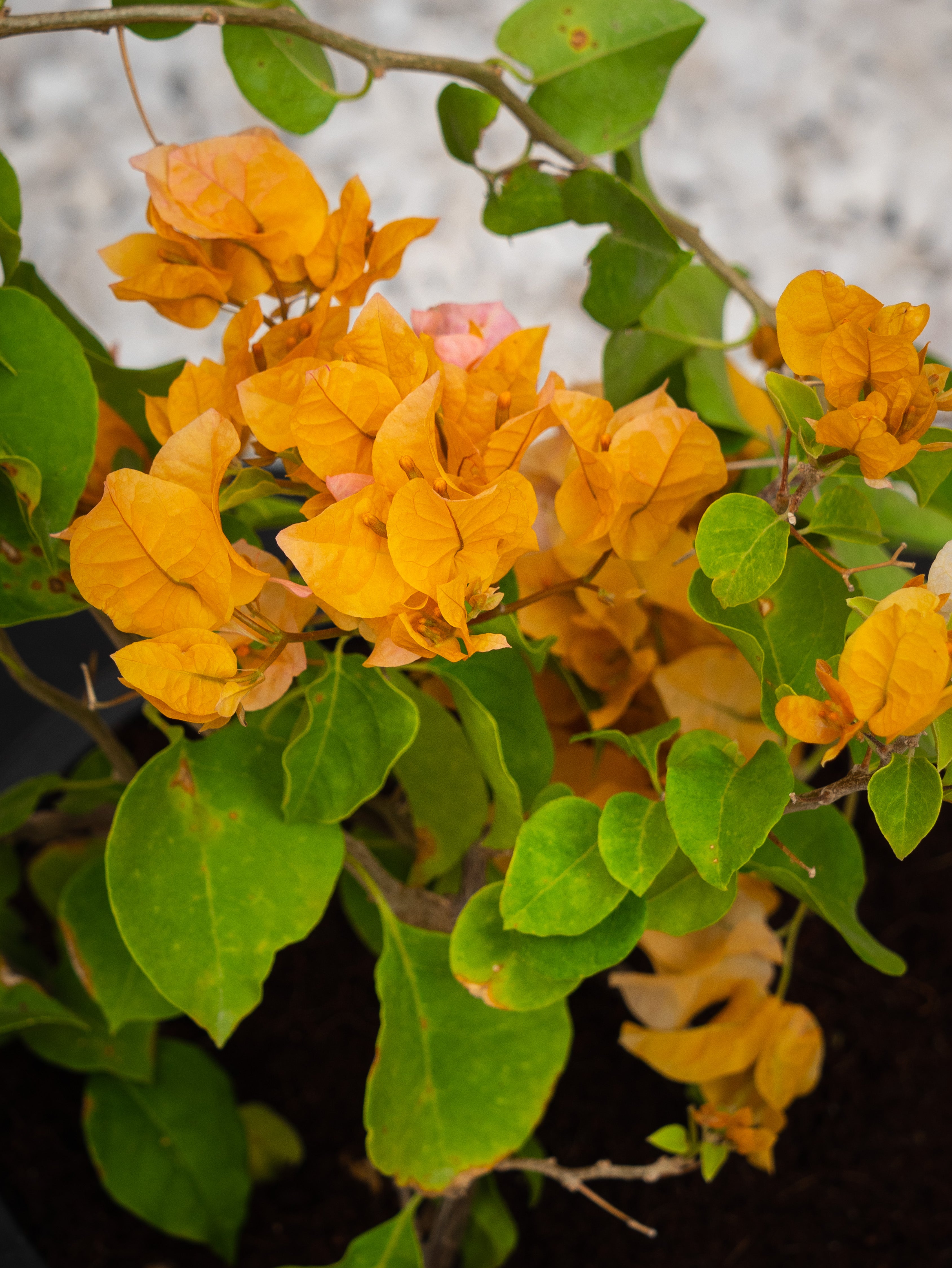 Bougainvillea