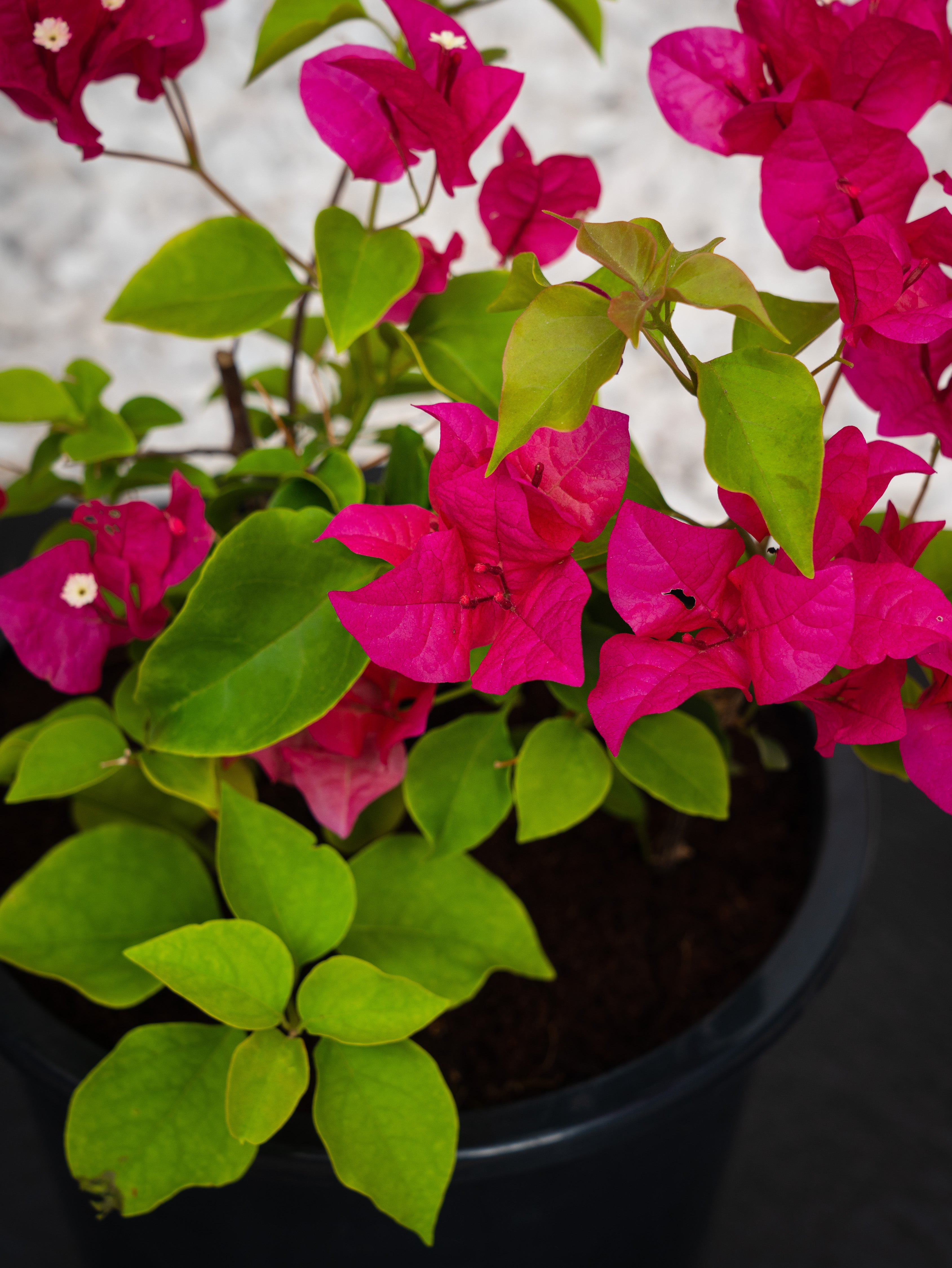 Bougainvillea