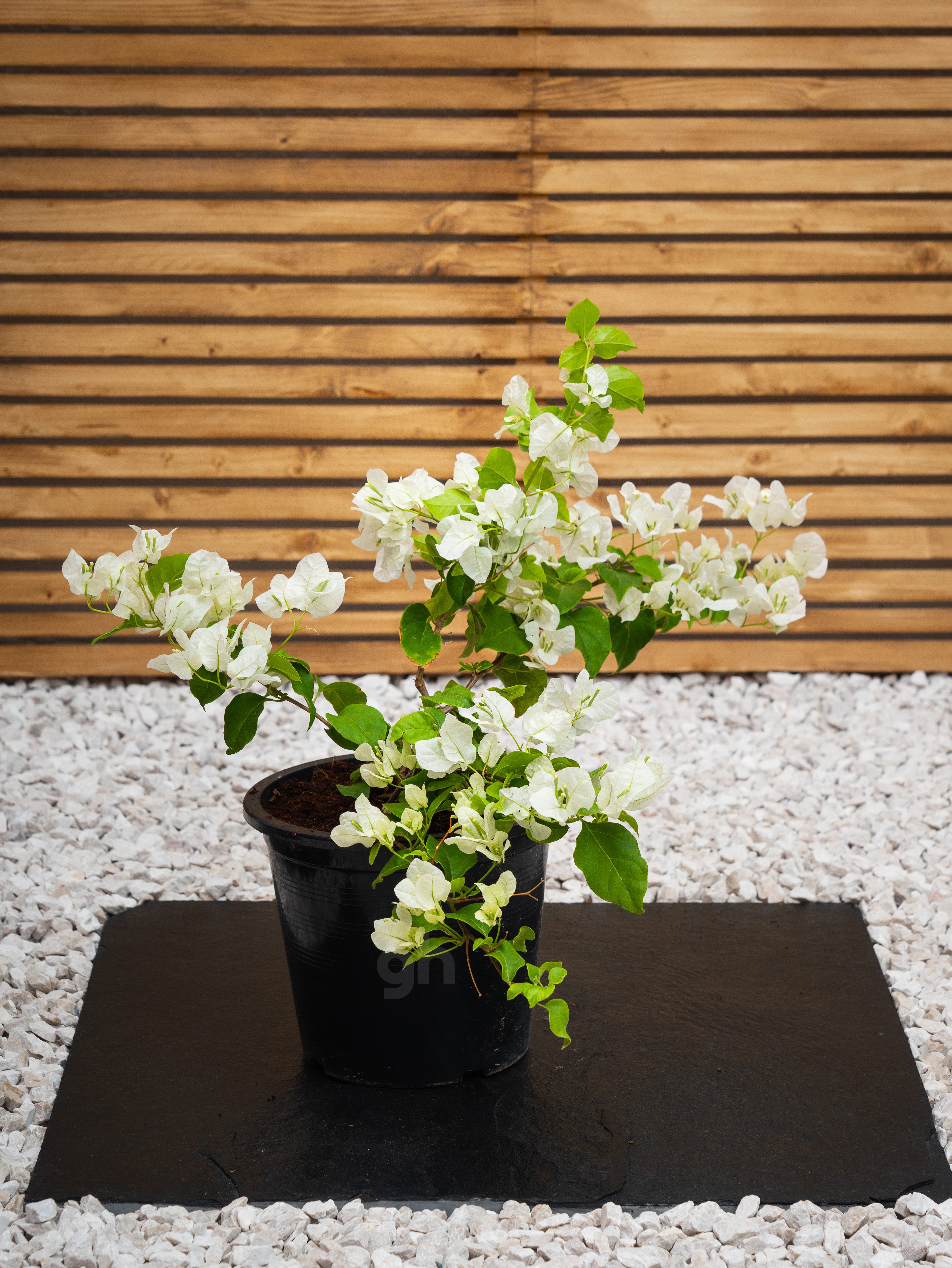 Bougainvillea