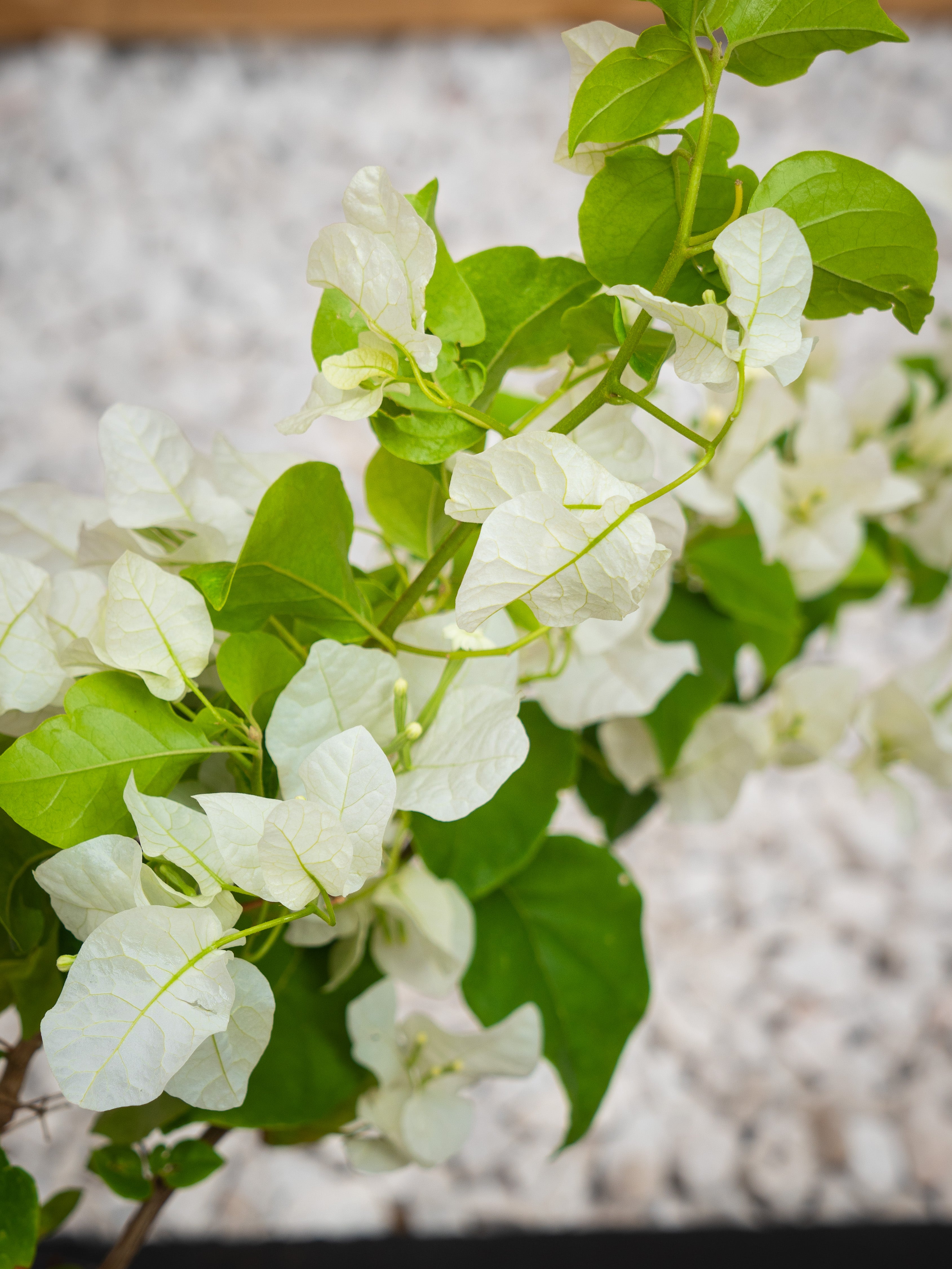 Bougainvillea
