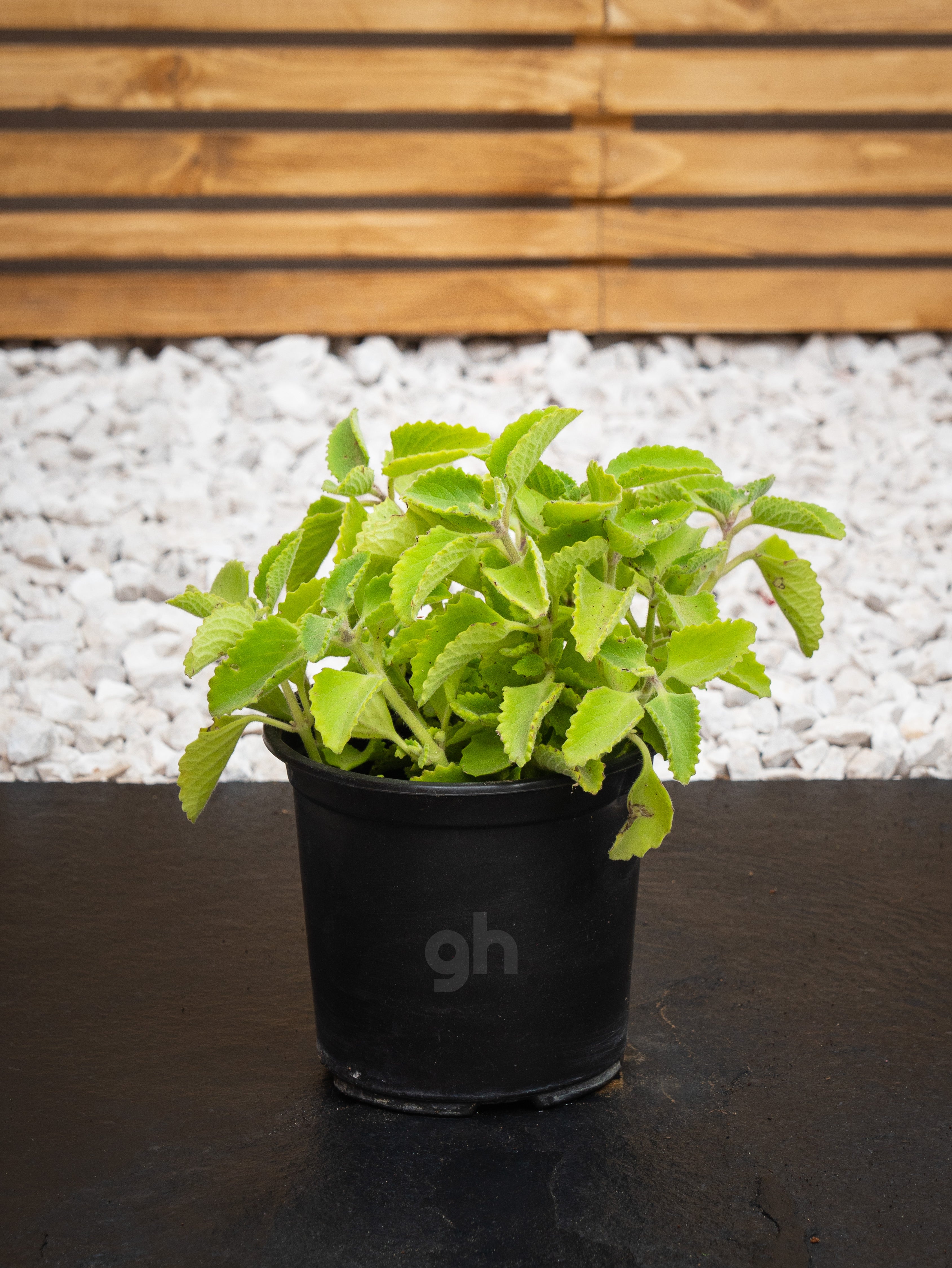 can ajwain plant be grown indoors Ajwain - Ajwain | Herbs & Vegetables - Outdoor Plants