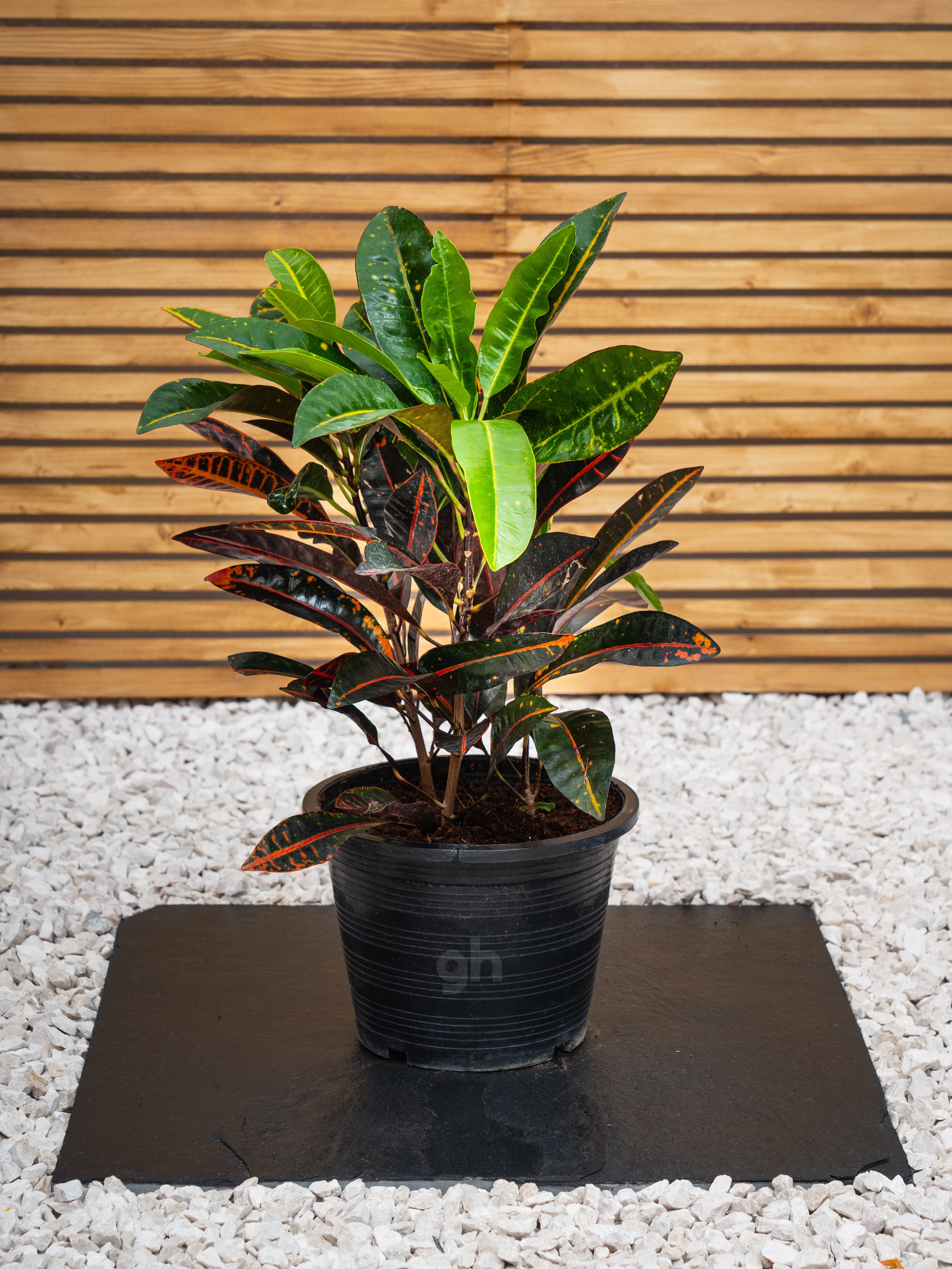 Tropical Plant Bundle