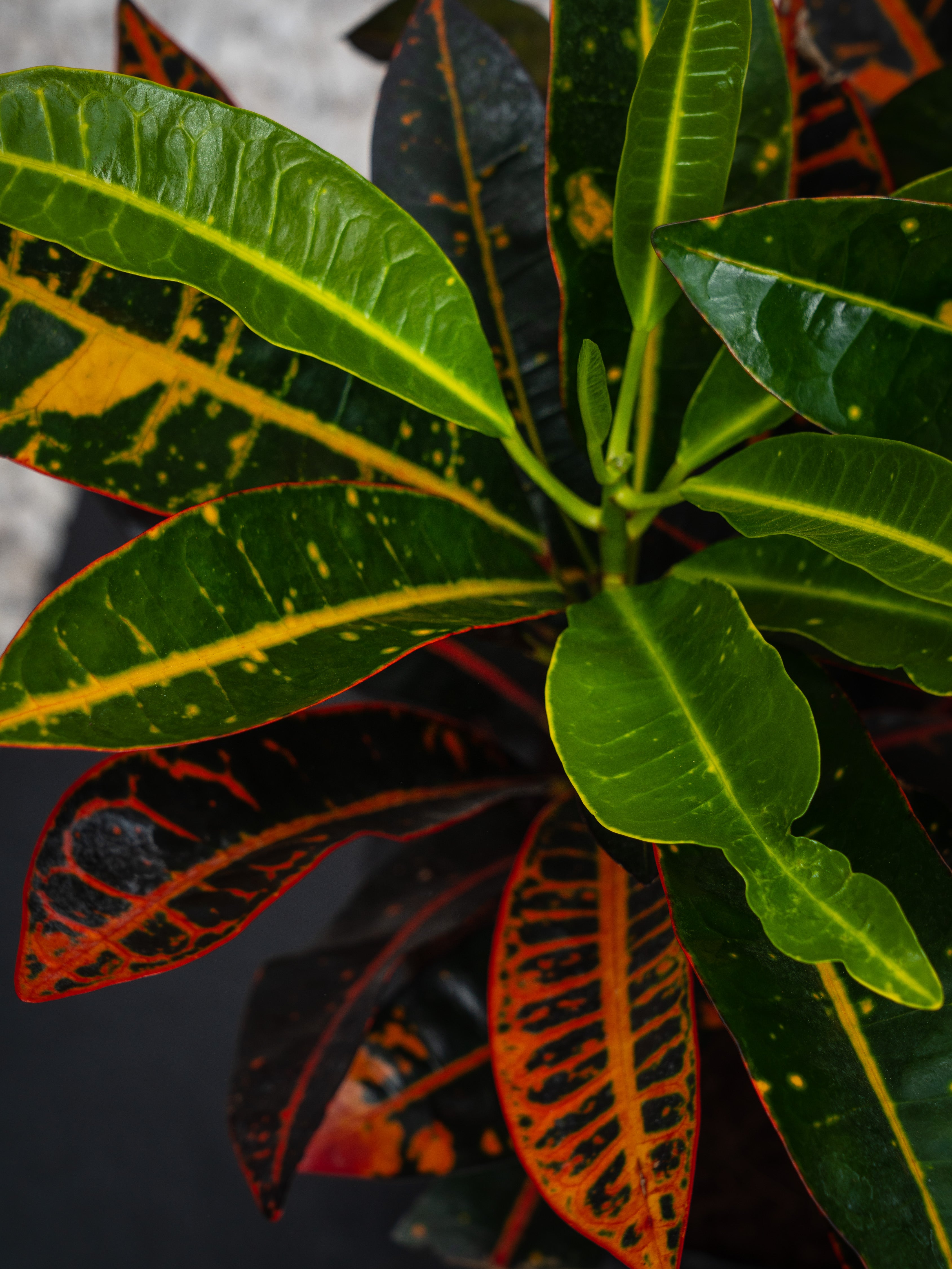 Outdoor Croton