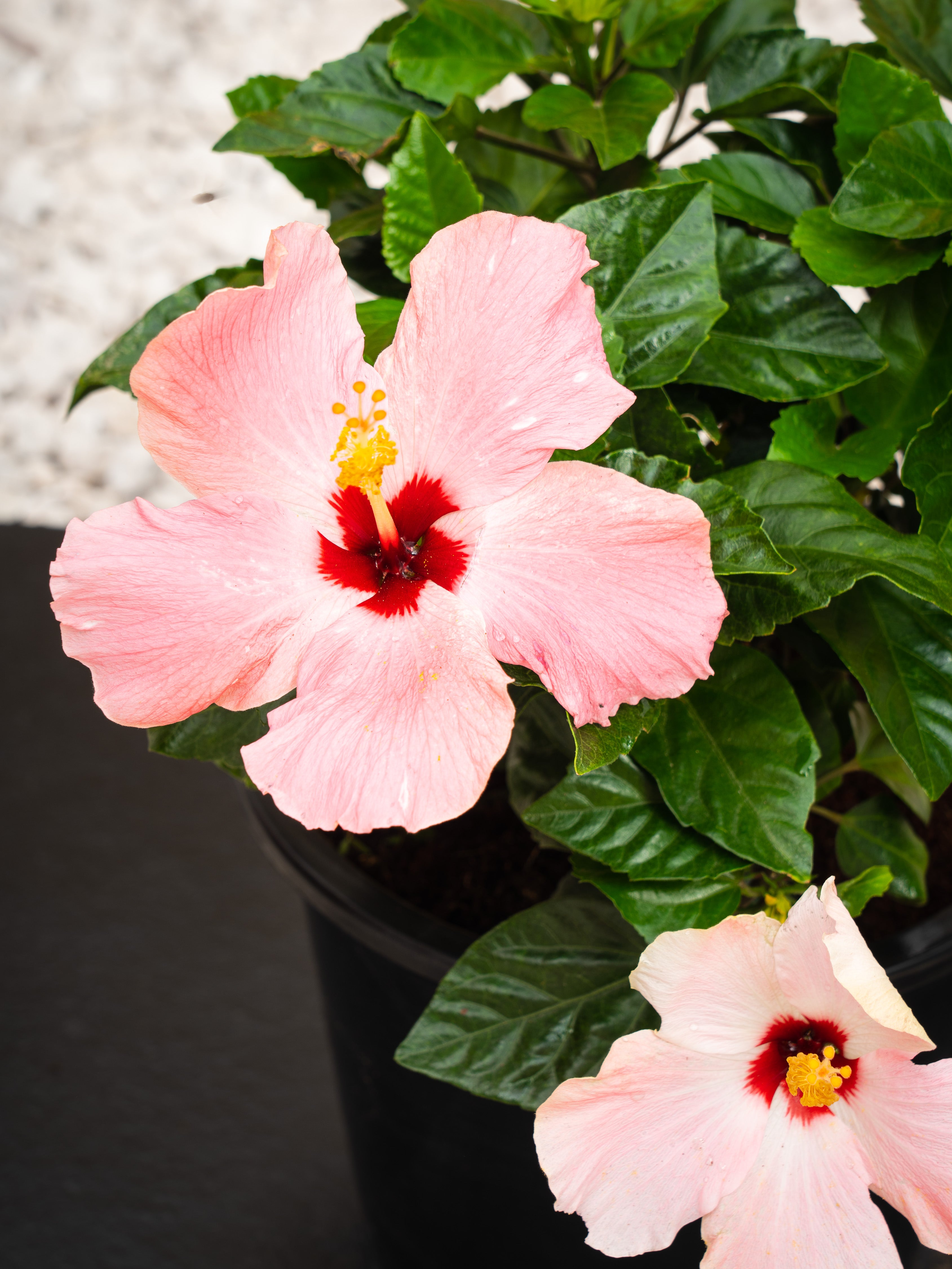 Hibiscus