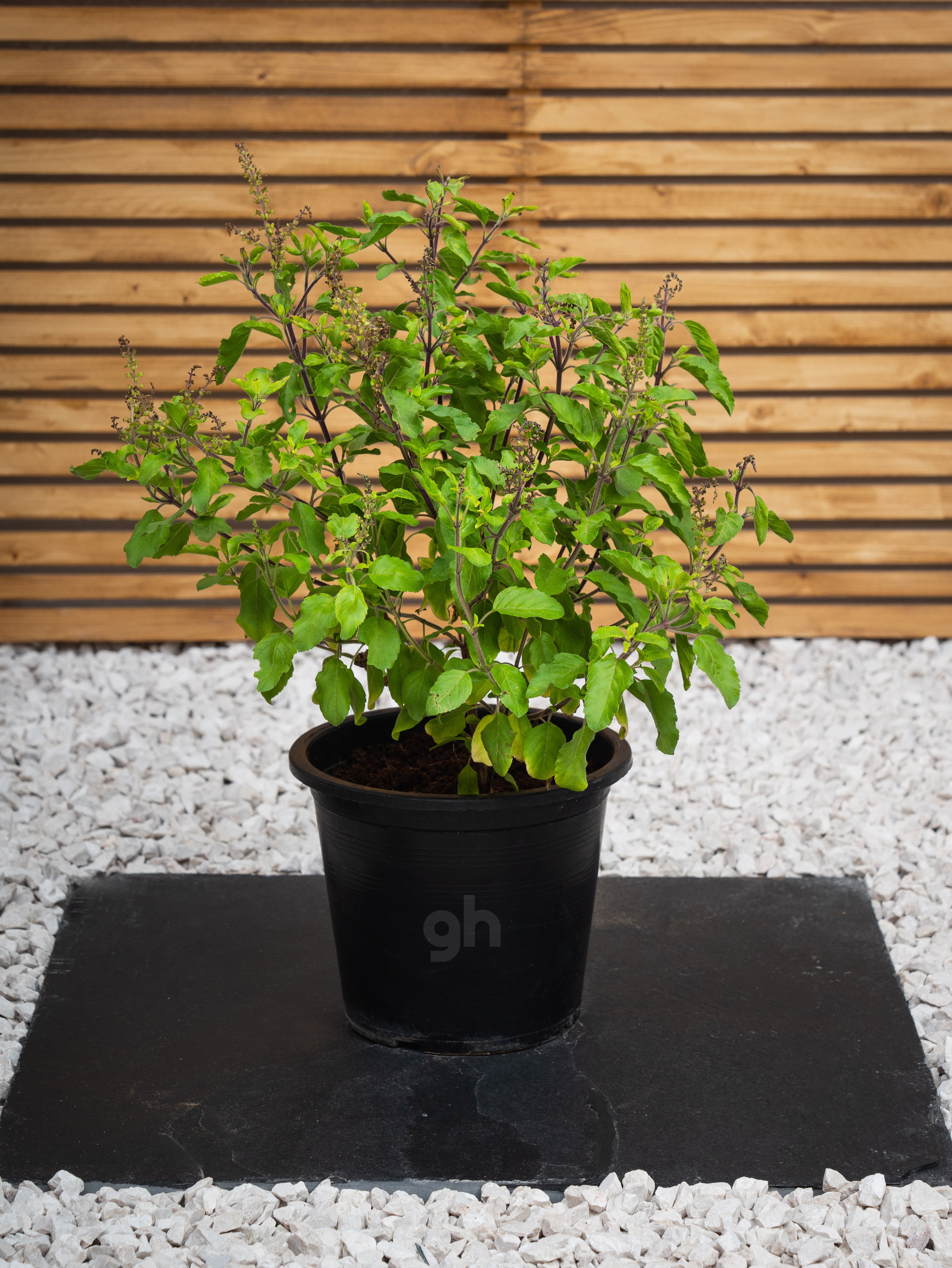 Holy Basil