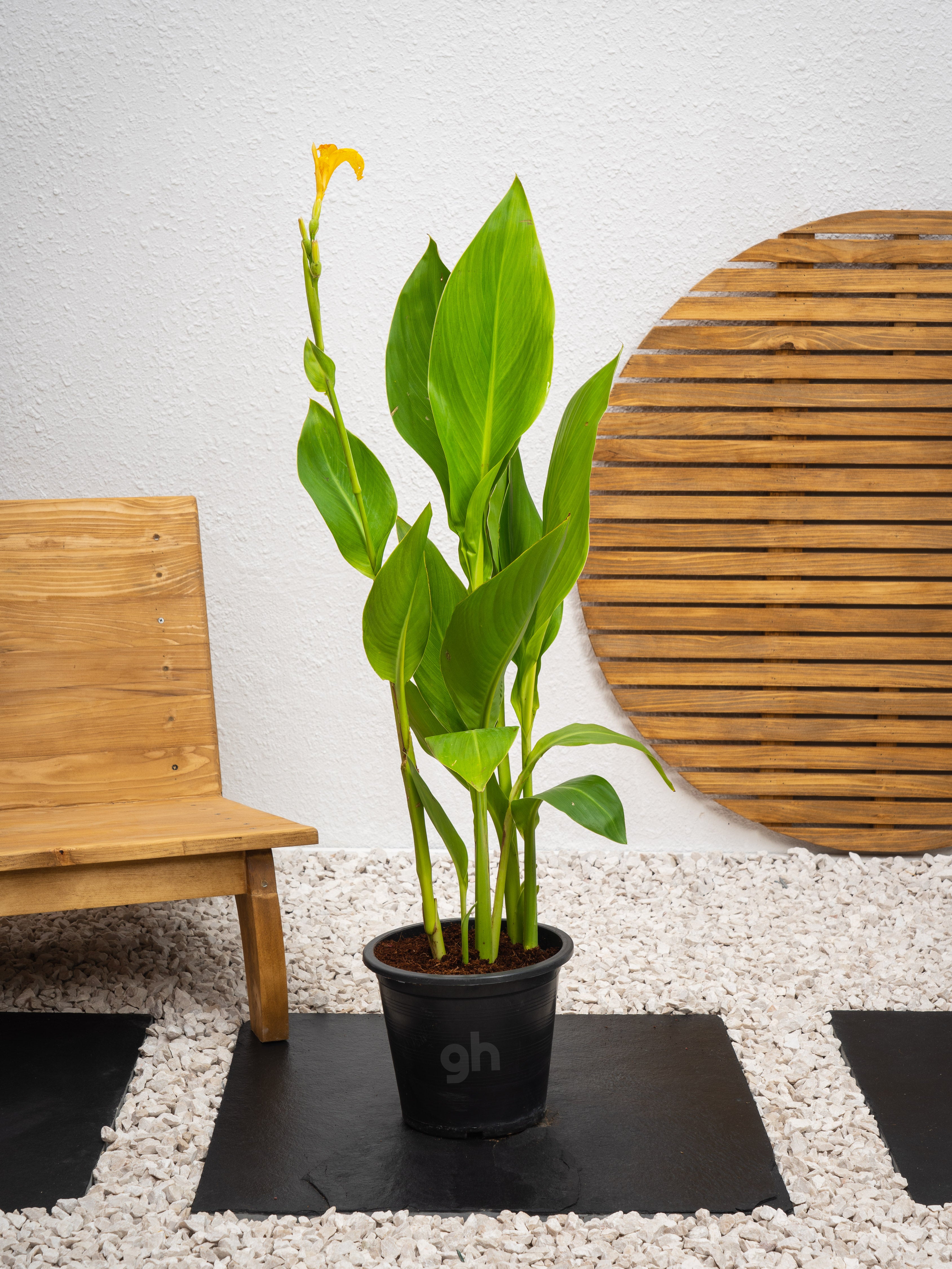 Canna Green