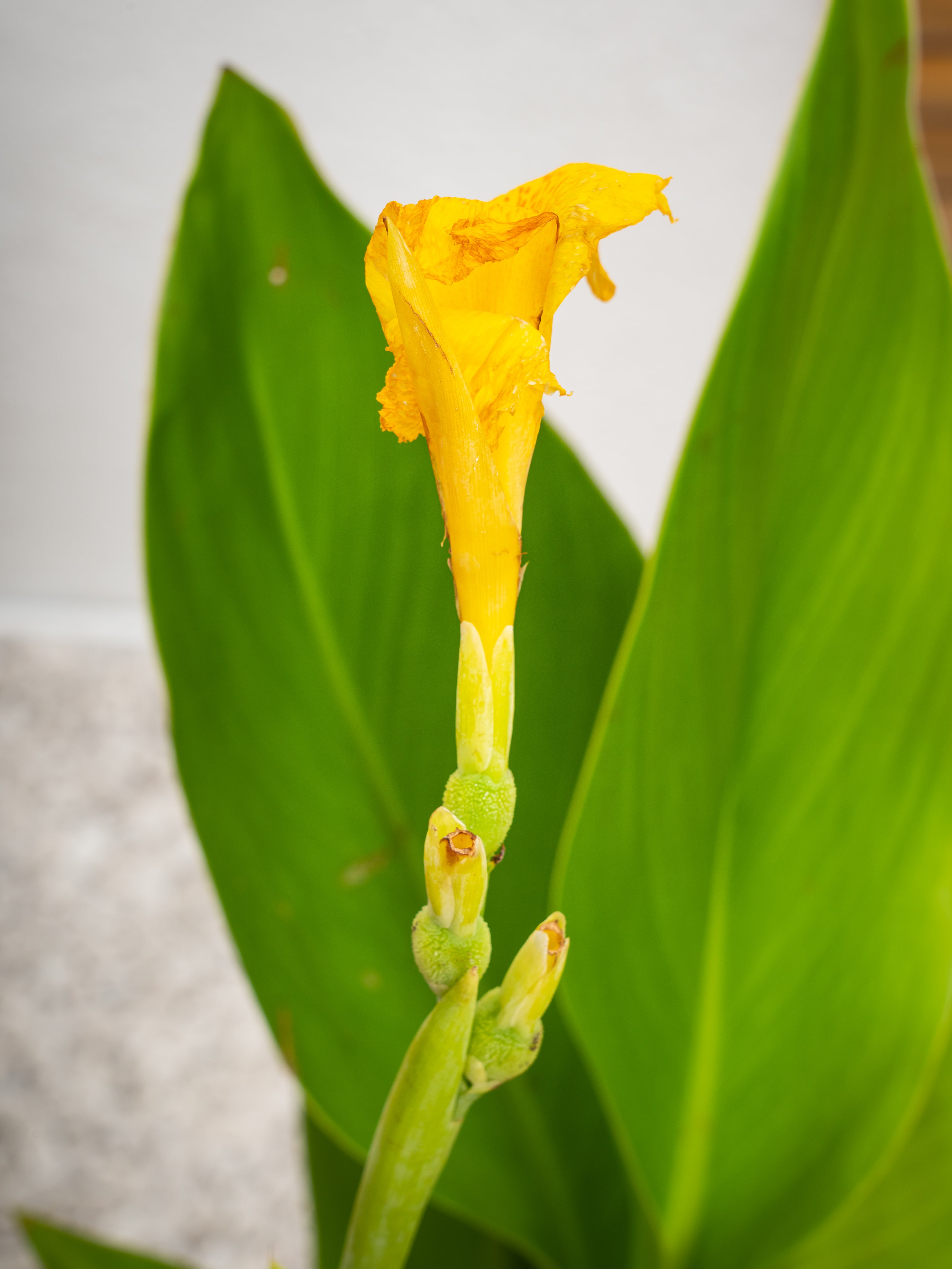 Canna Green