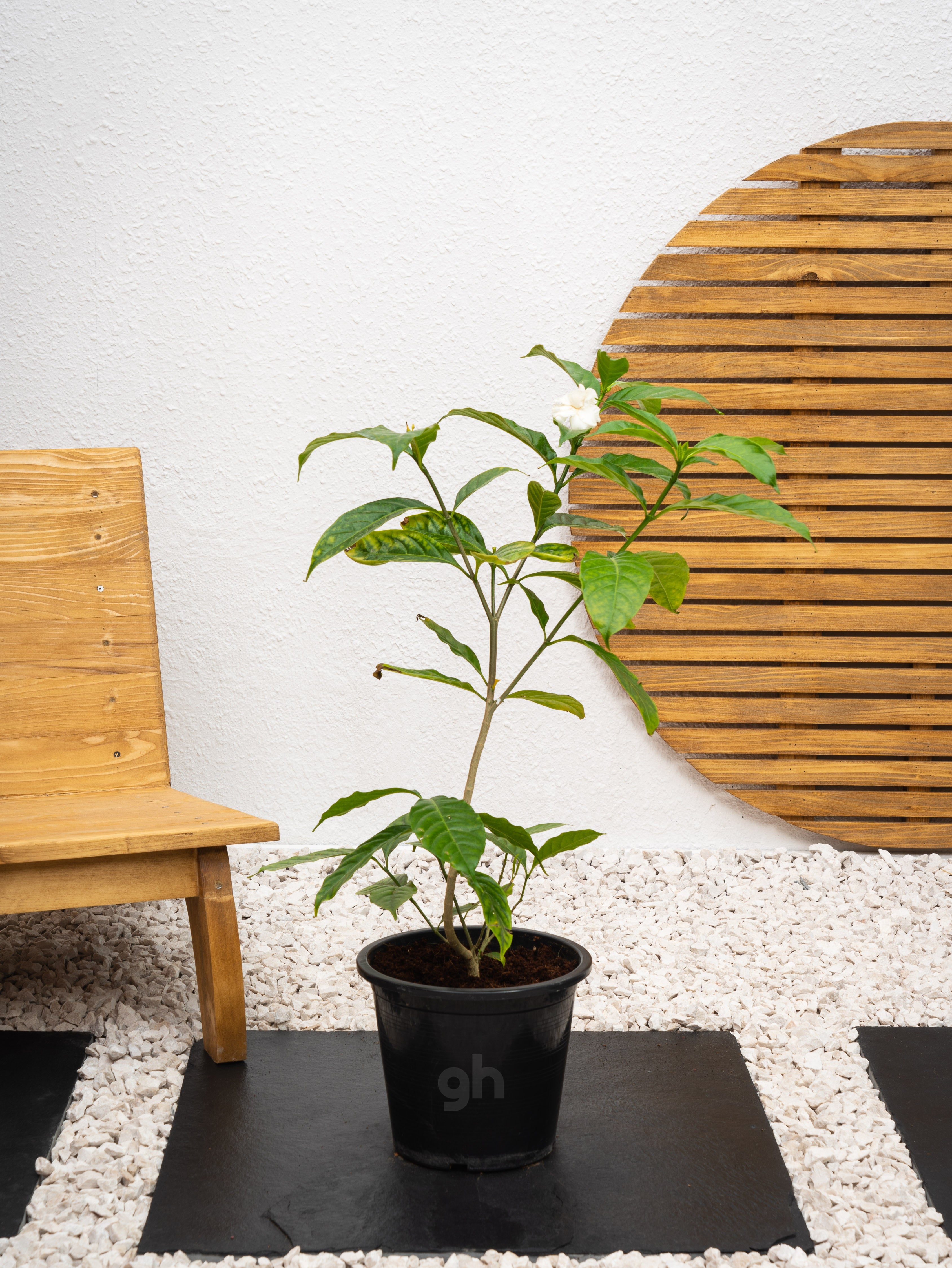 Rose Crepe Jasmine