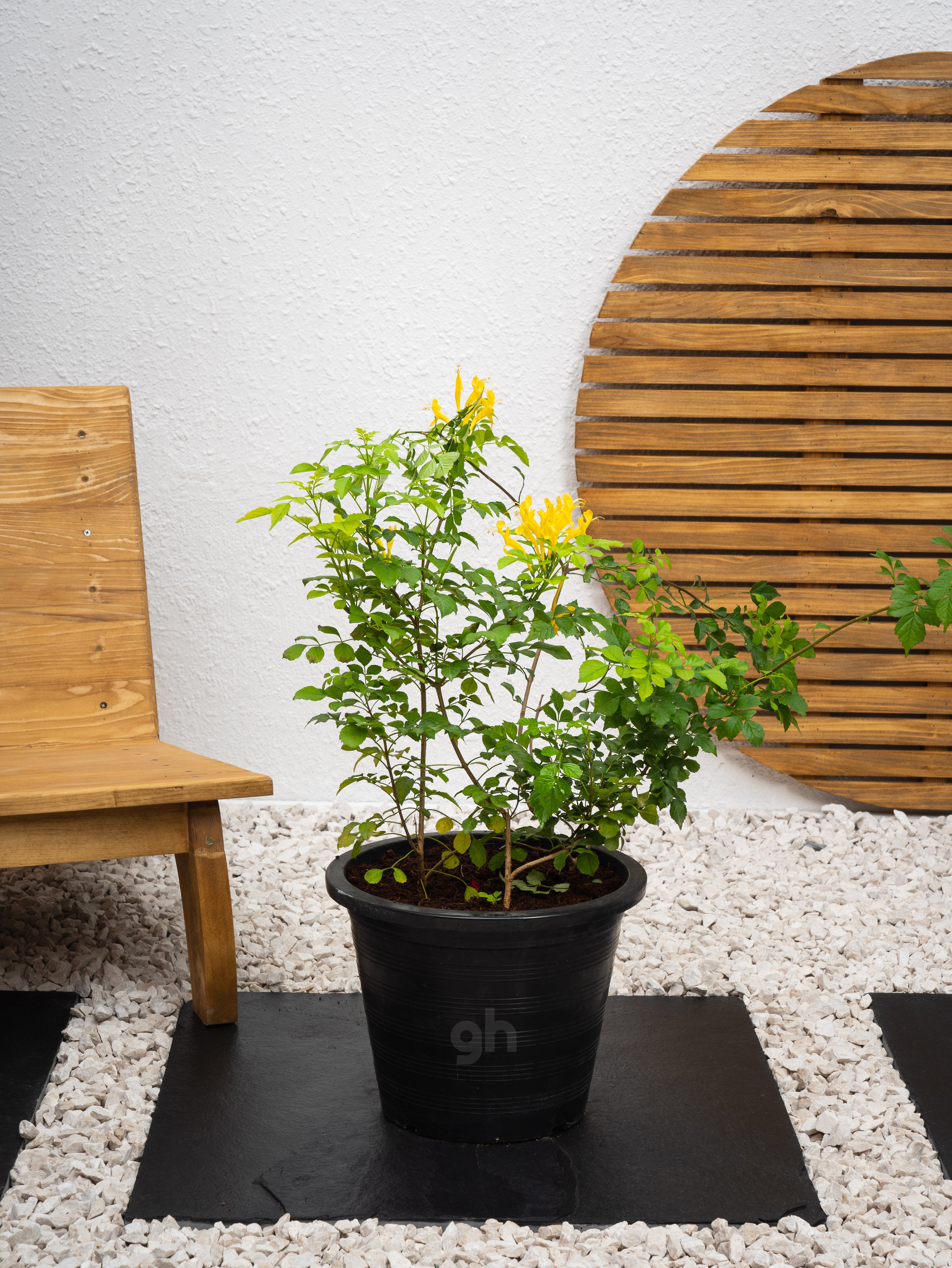 Cape Honeysuckle