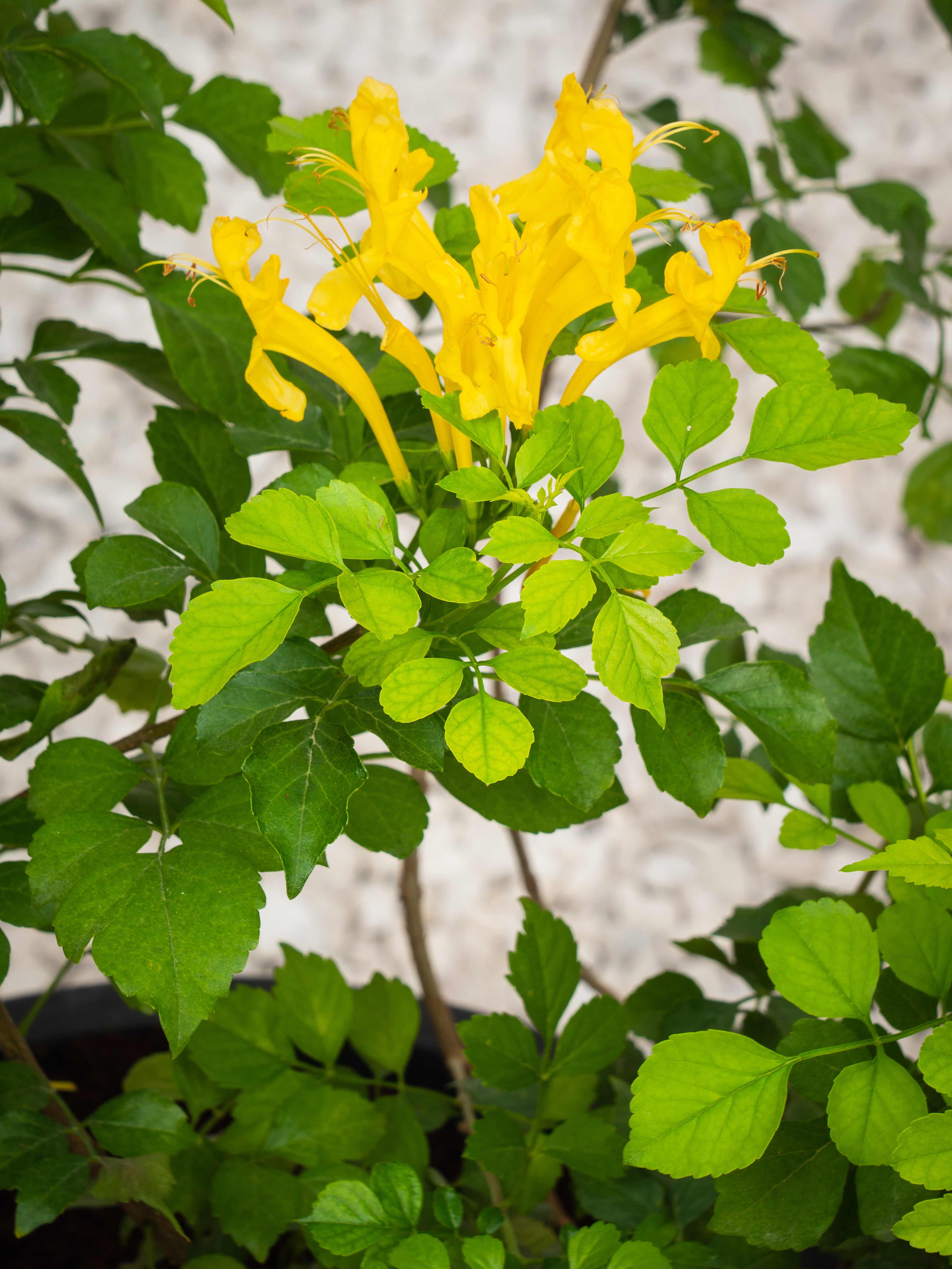 Cape Honeysuckle