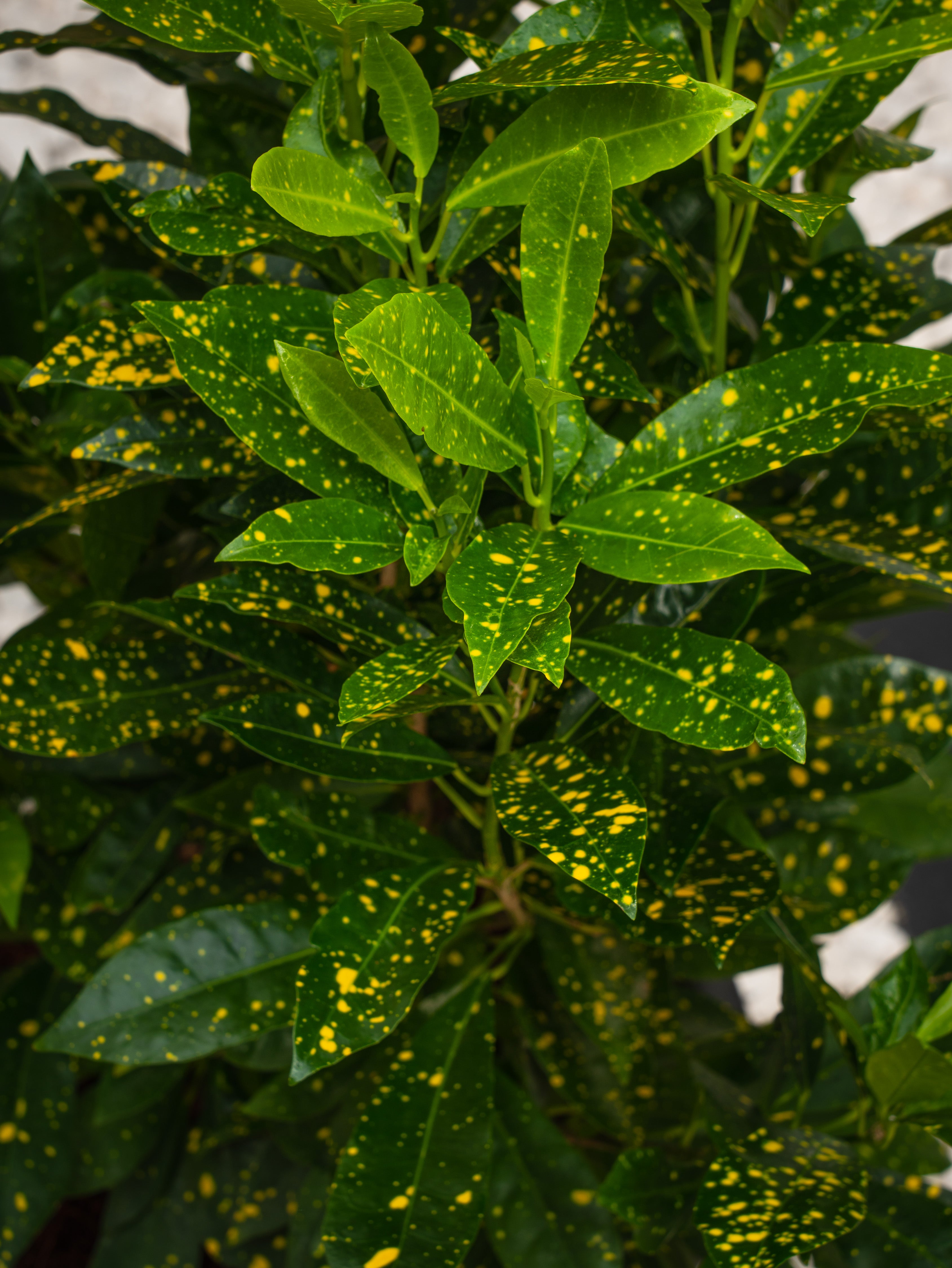 Croton Goldust