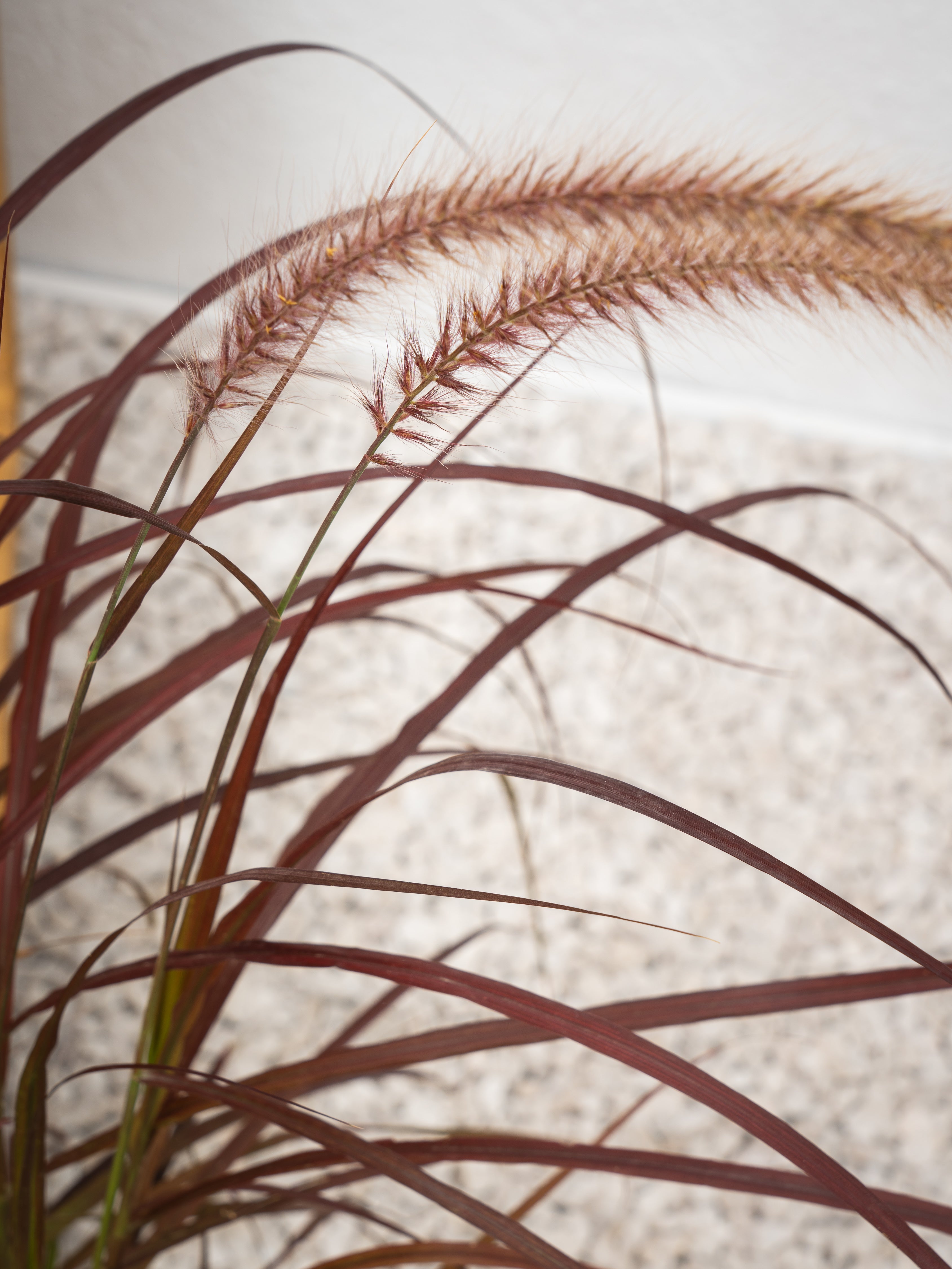 Red Fountain Grass